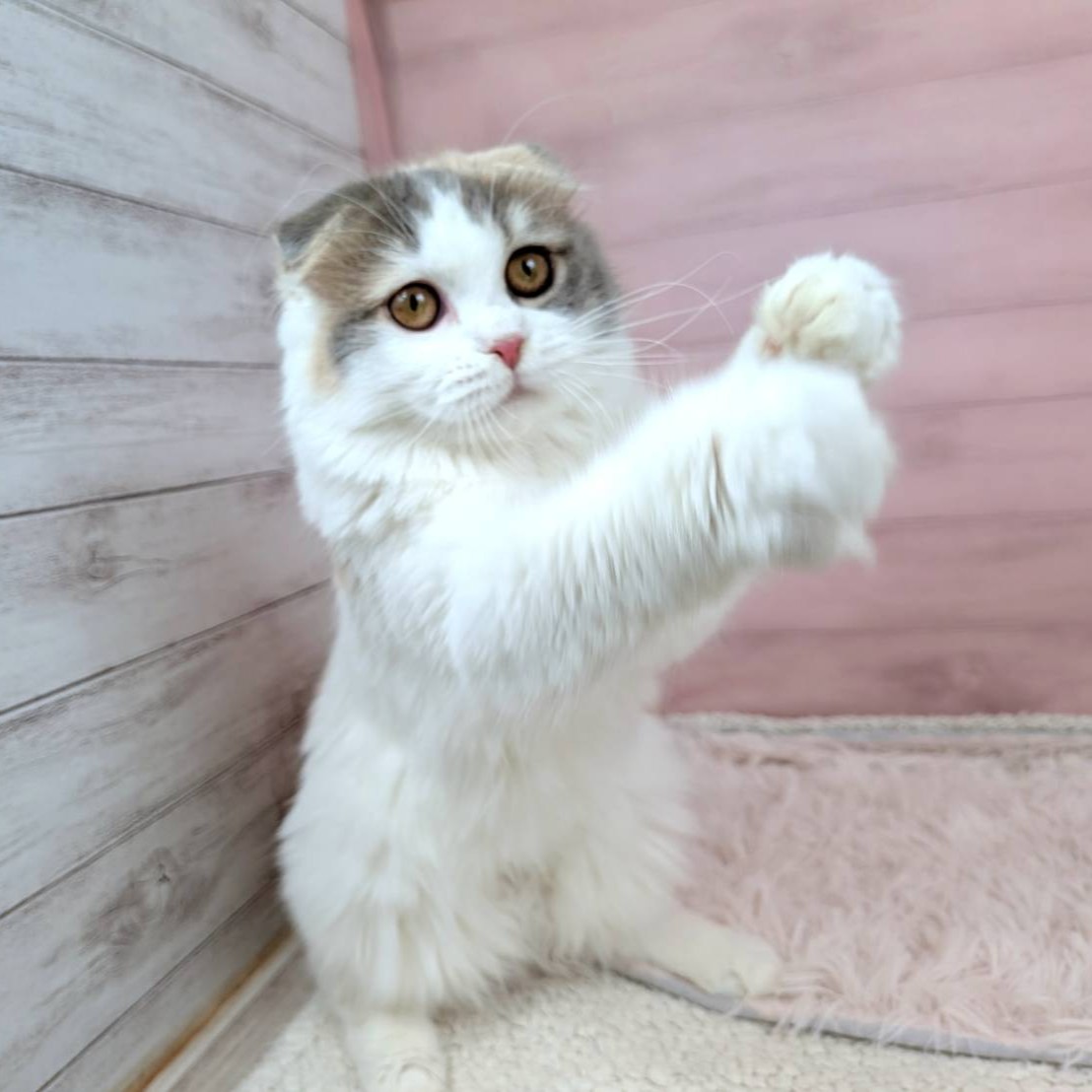 兵庫県のスコティッシュフォールド (犬の家＆猫の里川西店/2025年4月30日生まれ/女の子/ブルーパッチドタビーホワイト)の子猫の3枚目の画像