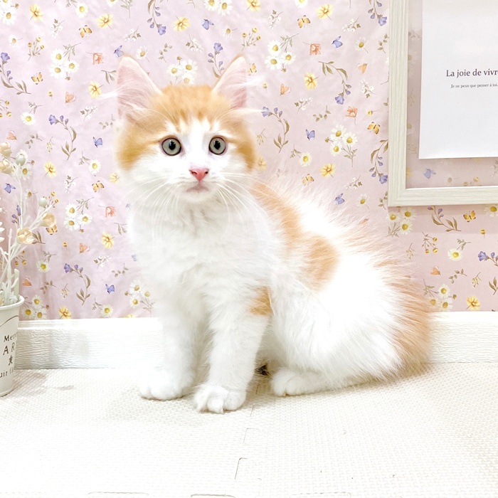 石川県のマンチカン (犬の家＆猫の里金沢店/2025年5月7日生まれ/男の子/レッドタビーホワイト)の子猫の3枚目の画像