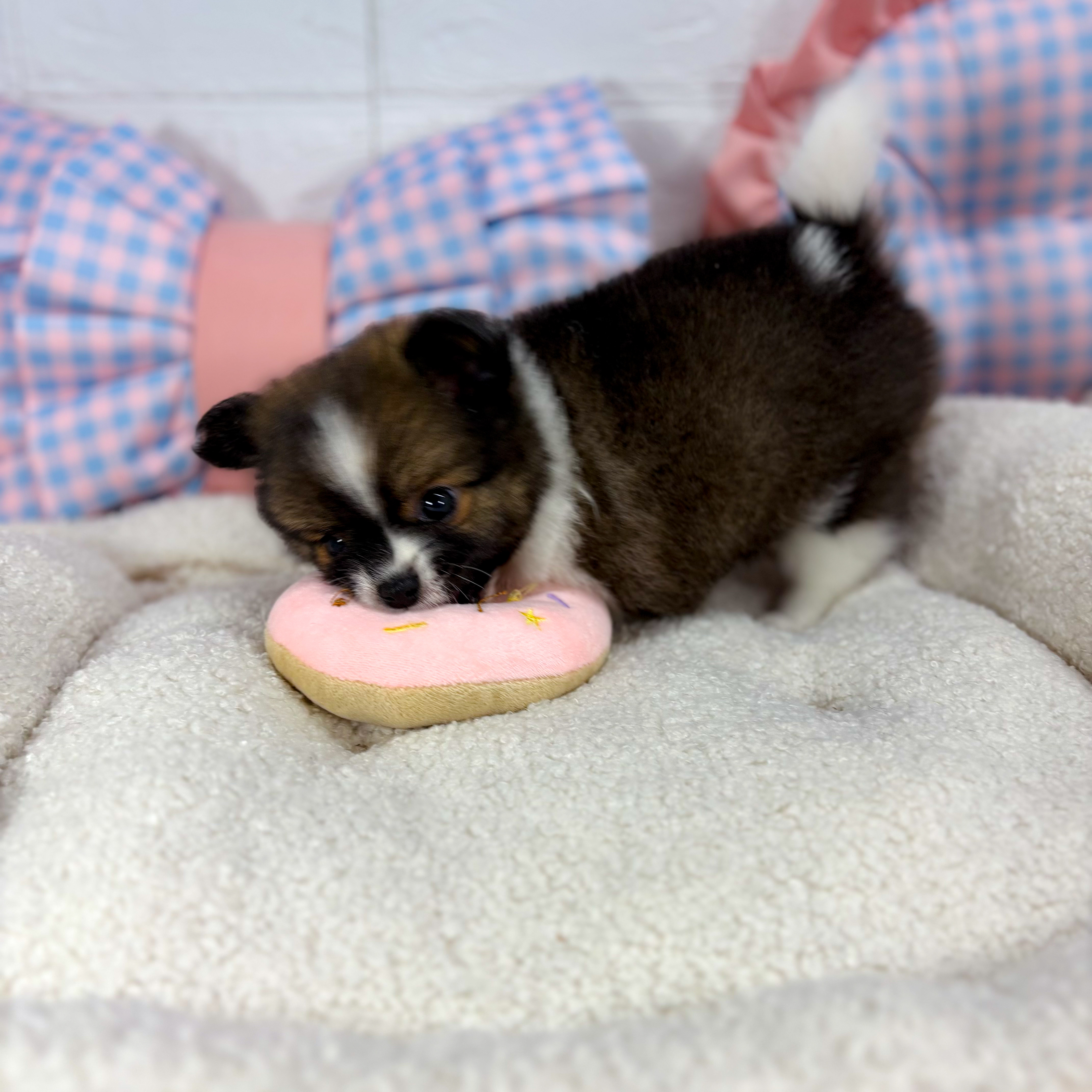 神奈川県のポメチワ/チワポメ/ポメチー(ポメラニアン×チワワ) (犬の家＆猫の里元住吉ブレーメン通り店/2025年5月13日生まれ/男の子/パーティーカラー)の子犬の3枚目の画像