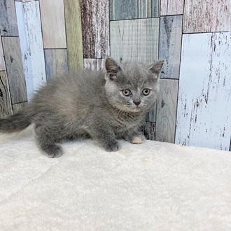 静岡県のブリティッシュショートヘアー (犬の家＆猫の里マークイズ静岡店/2025年5月12日生まれ/女の子/ブルークリーム)の子猫の3枚目の画像