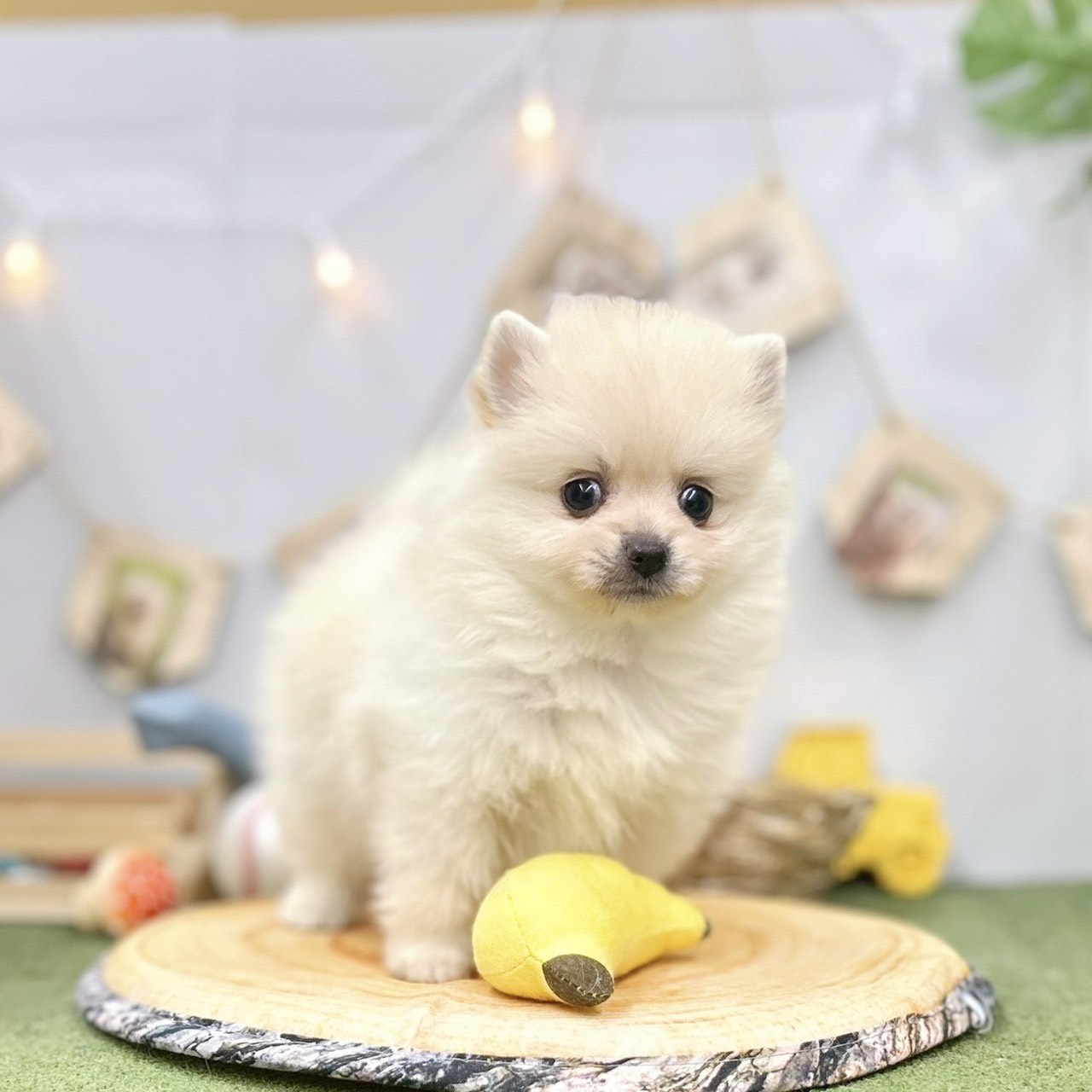 千葉県のポメラニアン (犬の家＆猫の里ワンズモール稲毛店/2025年5月12日生まれ/女の子/クリーム)の子犬の1枚目の画像