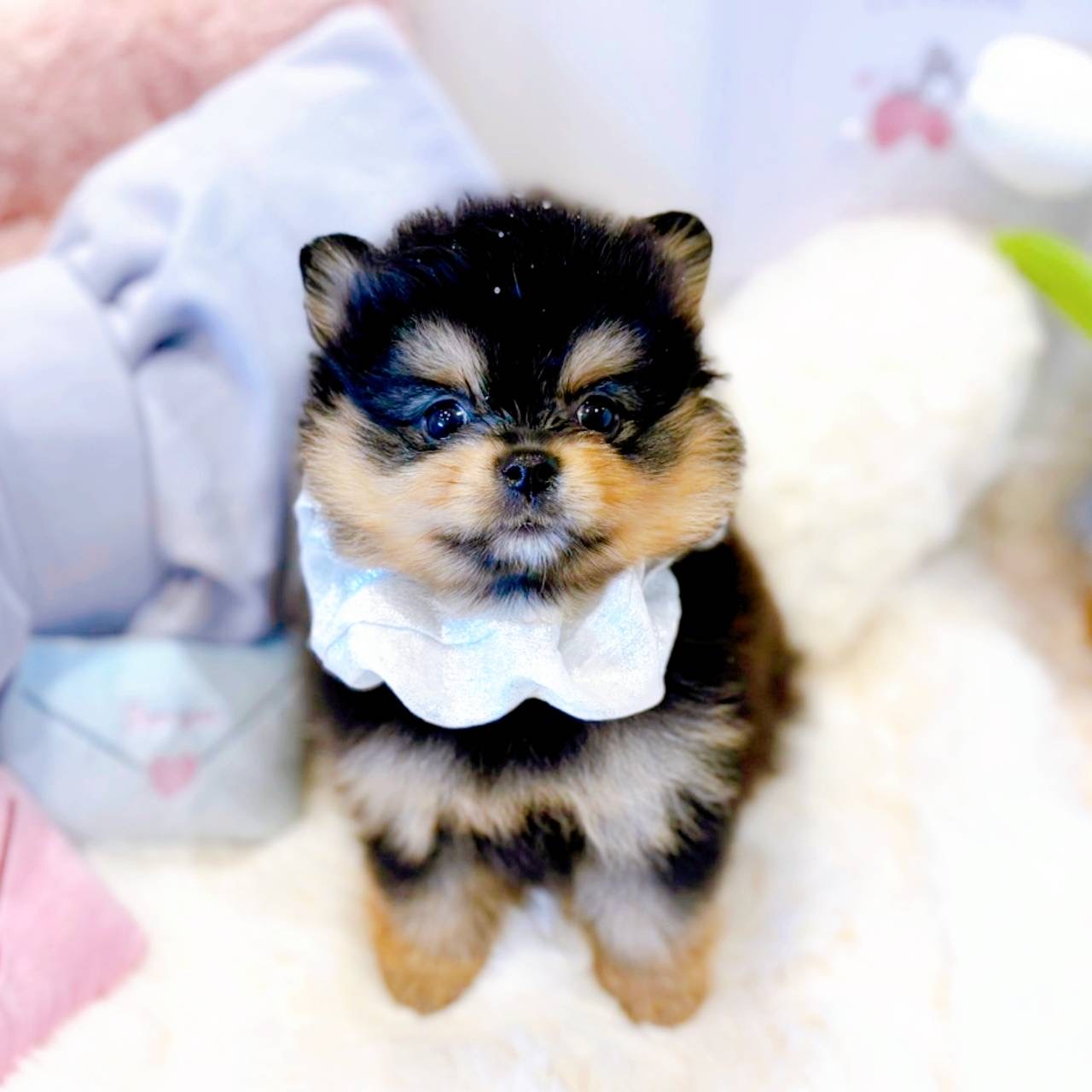 福井県のポメラニアン (犬の家＆猫の里福井店/2025年5月12日生まれ/女の子/ブラックタン)の子犬の3枚目の画像