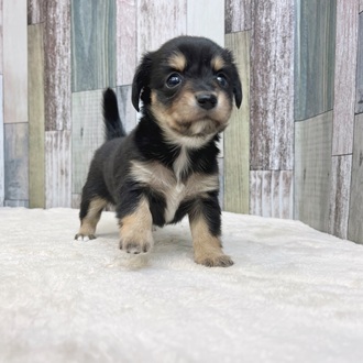 静岡県のチワックス(チワワ×ダックス) (犬の家＆猫の里マークイズ静岡店/2025年5月12日生まれ/女の子/ブラックタン)の子犬の3枚目の画像