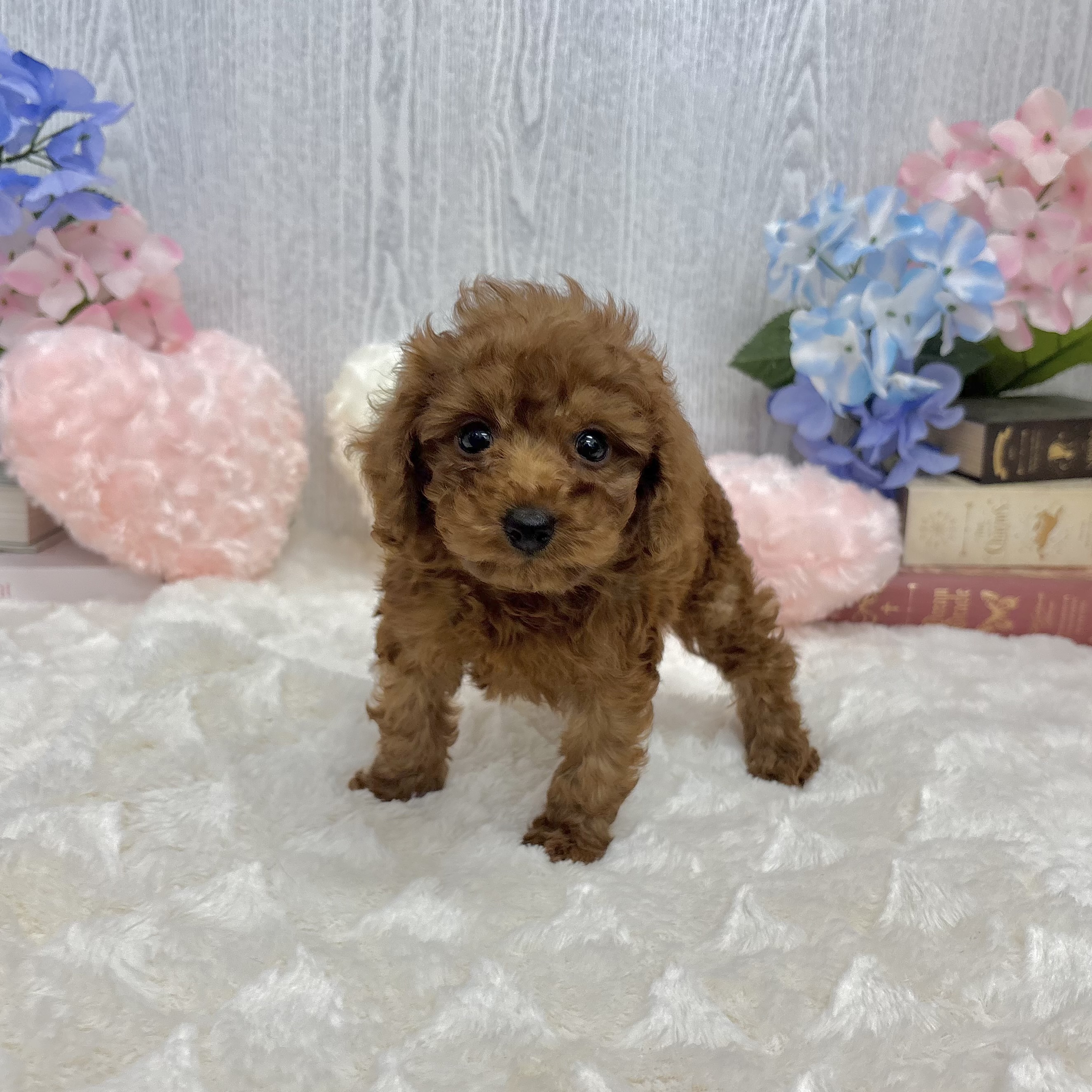 神奈川県のトイプードル(トイ) (犬の家＆猫の里相模原店/2025年5月12日生まれ/男の子/レッド)の子犬の3枚目の画像