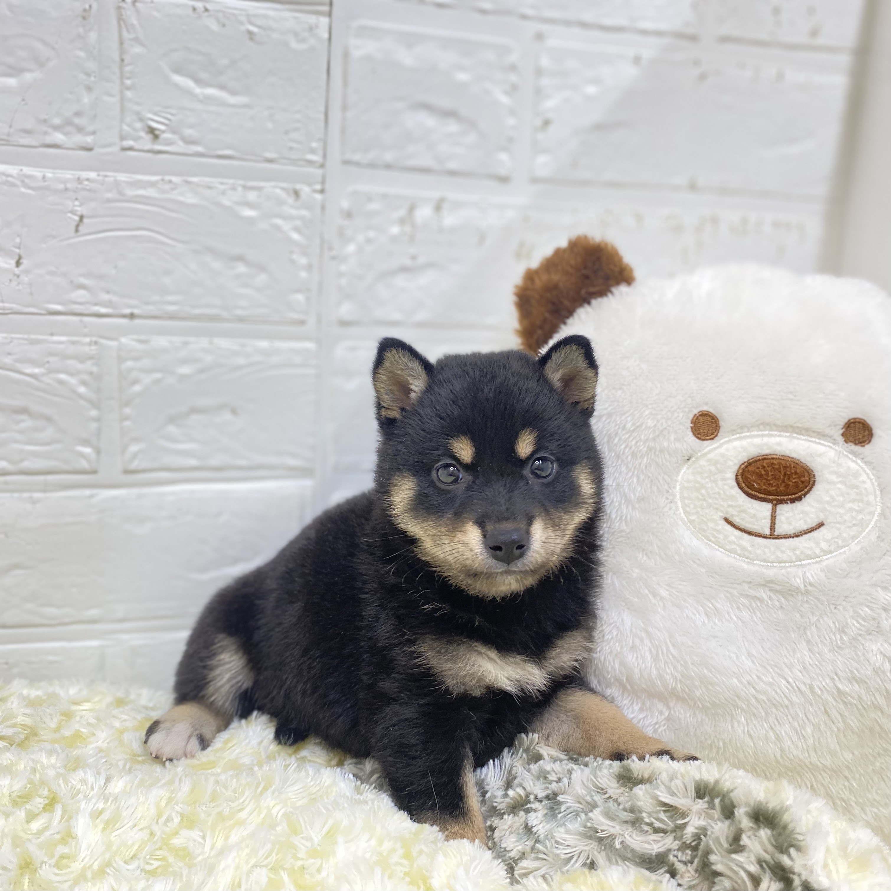 長野県の柴犬(標準サイズ) (犬の家＆猫の里長野店/2025年5月13日生まれ/女の子/黒)の子犬の1枚目の画像