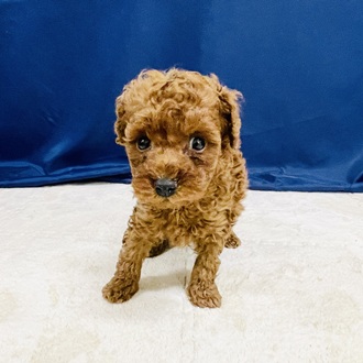 愛知県のトイプードル(トイ) (犬の家＆猫の里一宮店/2026年1月27日生まれ/男の子/レッド)の子犬の3枚目の画像