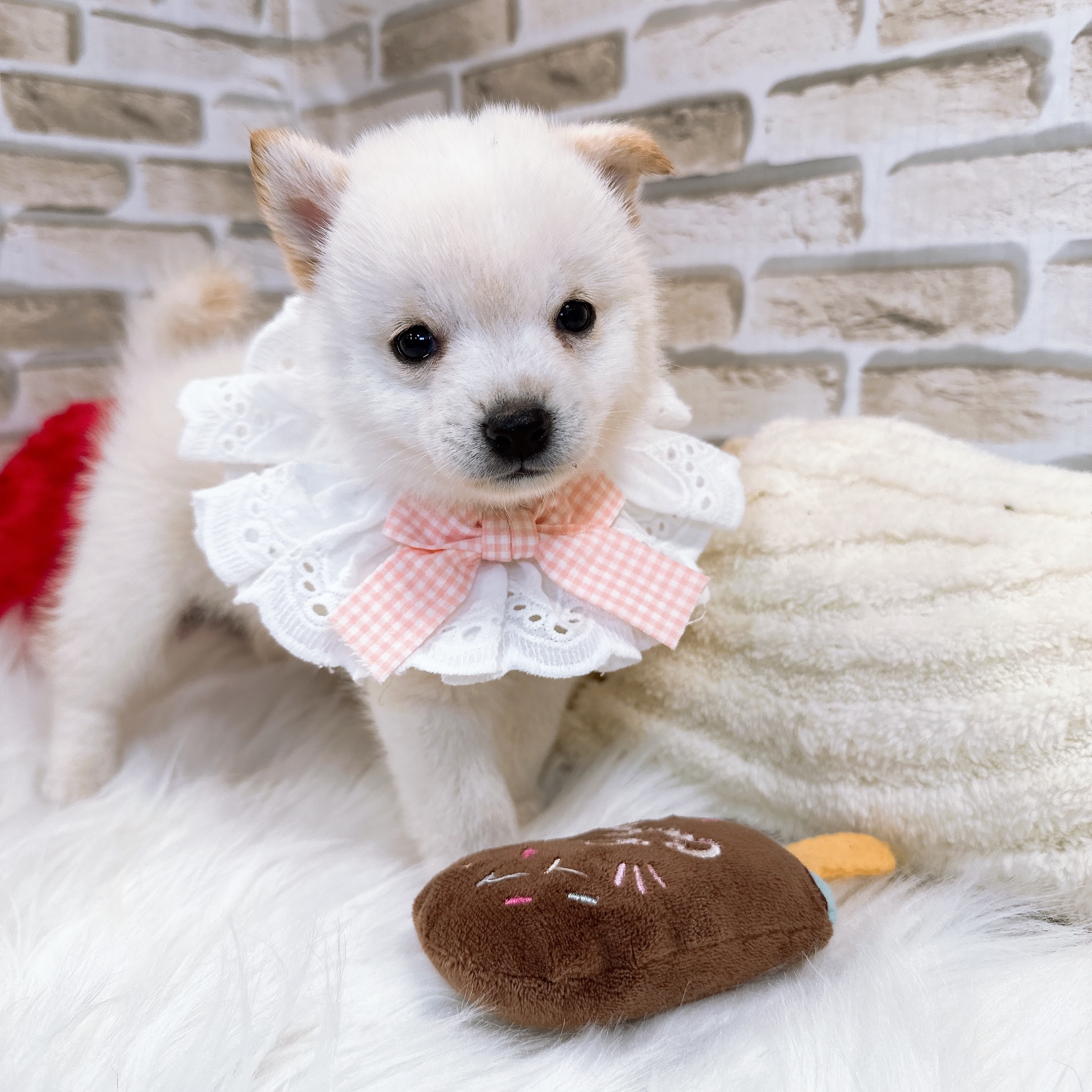 神奈川県のポメ柴/豆ポメ/ポメ豆柴(ポメラニアン×柴犬) (犬の家＆猫の里モザイクモール港北店/2025年5月11日生まれ/女の子/白)の子犬の3枚目の画像
