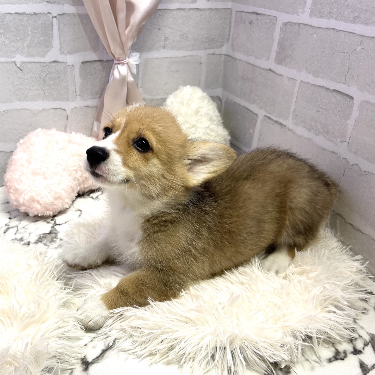 愛知県のウェルシュコーギーペンブローク (犬の家＆猫の里岡崎店/2025年5月13日生まれ/男の子/レッドホワイト)の子犬の3枚目の画像
