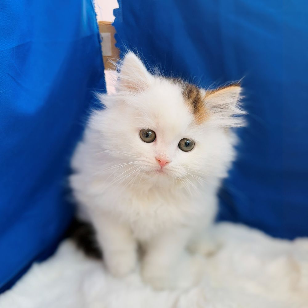 愛知県のスコティッシュストレート (犬の家＆猫の里愛知刈谷店/2025年10月27日生まれ/男の子/ブラウンタビーホワイト)の子猫の3枚目の画像