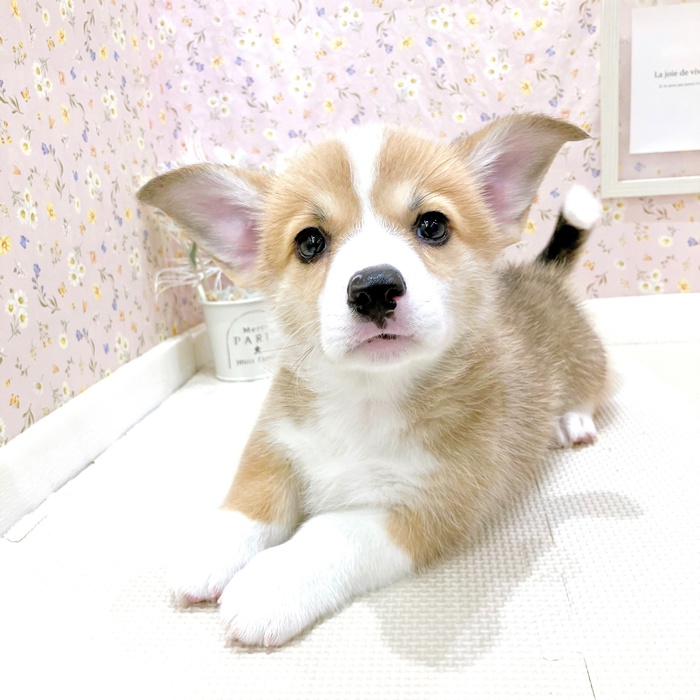 石川県のウェルシュコーギーペンブローク (犬の家＆猫の里金沢店/2025年5月12日生まれ/男の子/レッドホワイト)の子犬の3枚目の画像