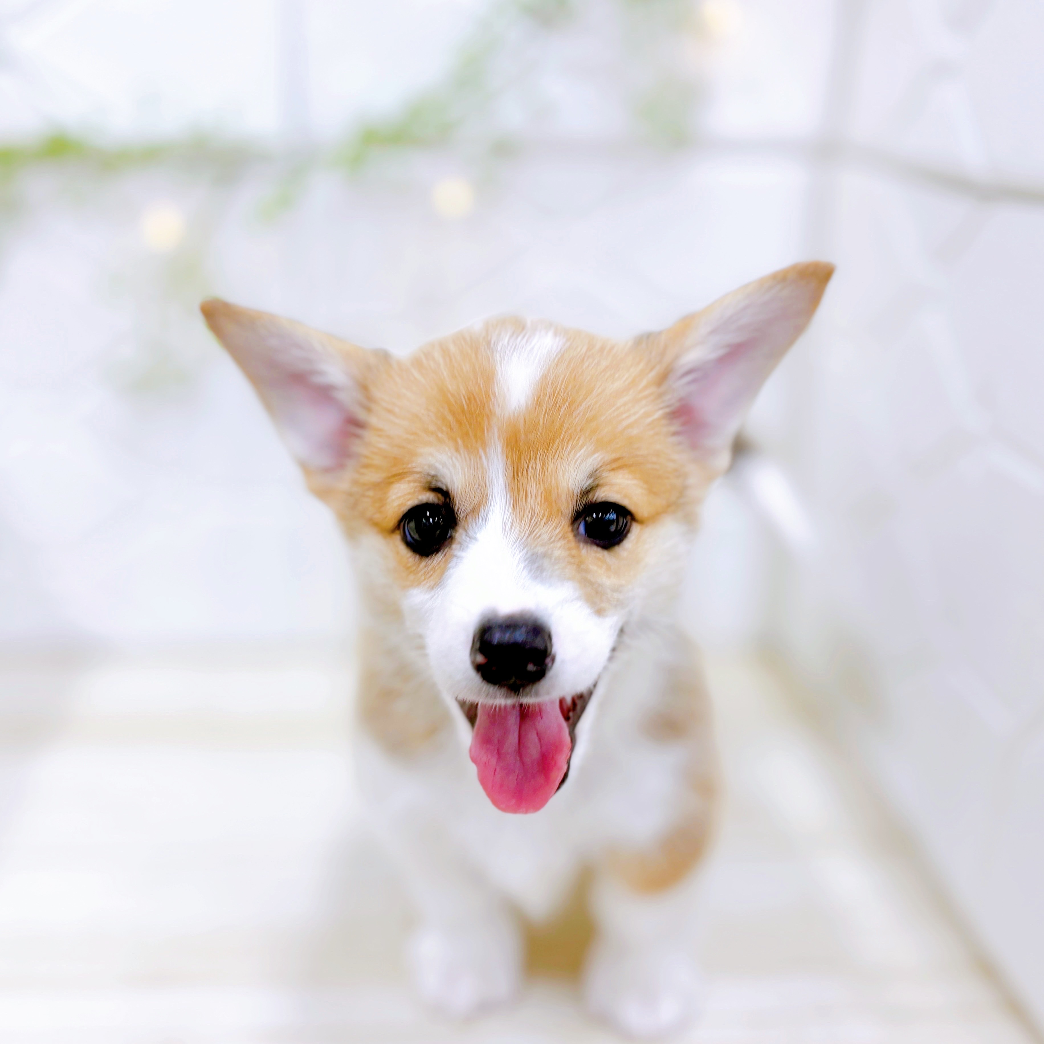福井県のウェルシュコーギーペンブローク (犬の家＆猫の里アミーゴ福井店/2025年5月12日生まれ/男の子/レッドホワイト)の子犬の3枚目の画像