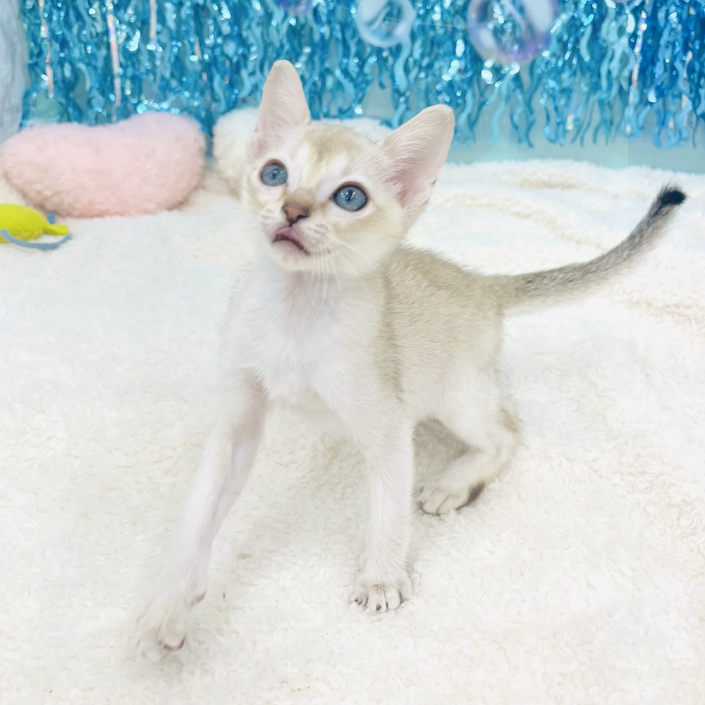 愛知県のシンガプーラ (犬の家＆猫の里エアポートウォーク店/2025年5月12日生まれ/男の子/セピアアグーティ)の子猫の3枚目の画像