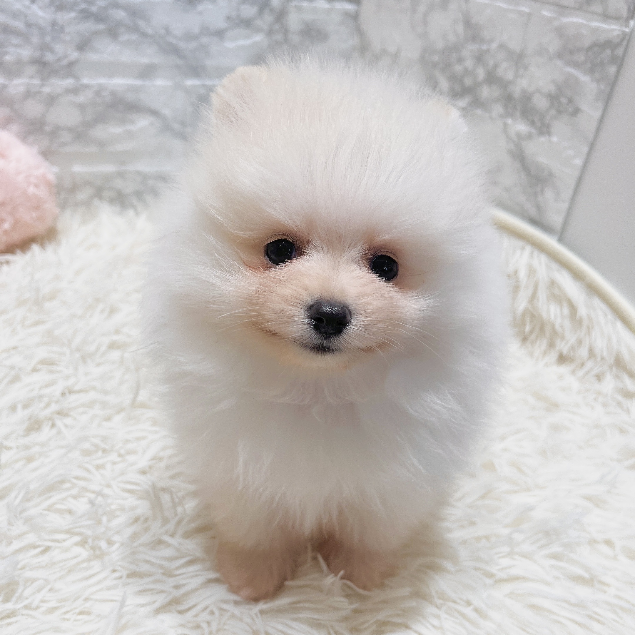 愛知県のポメラニアン (犬の家＆猫の里MiO香久山店/2025年5月14日生まれ/男の子/クリーム)の子犬の3枚目の画像