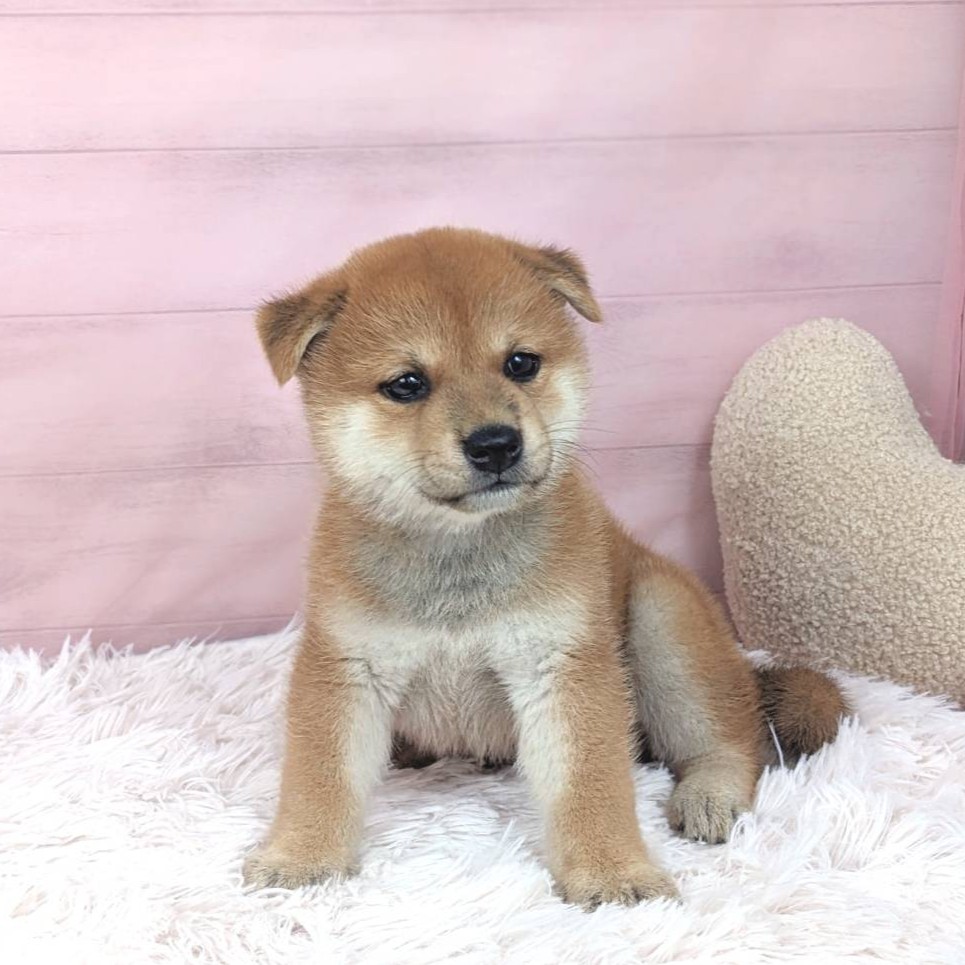 兵庫県の柴犬(標準サイズ) (犬の家＆猫の里川西店/2025年5月15日生まれ/女の子/赤)の子犬の3枚目の画像