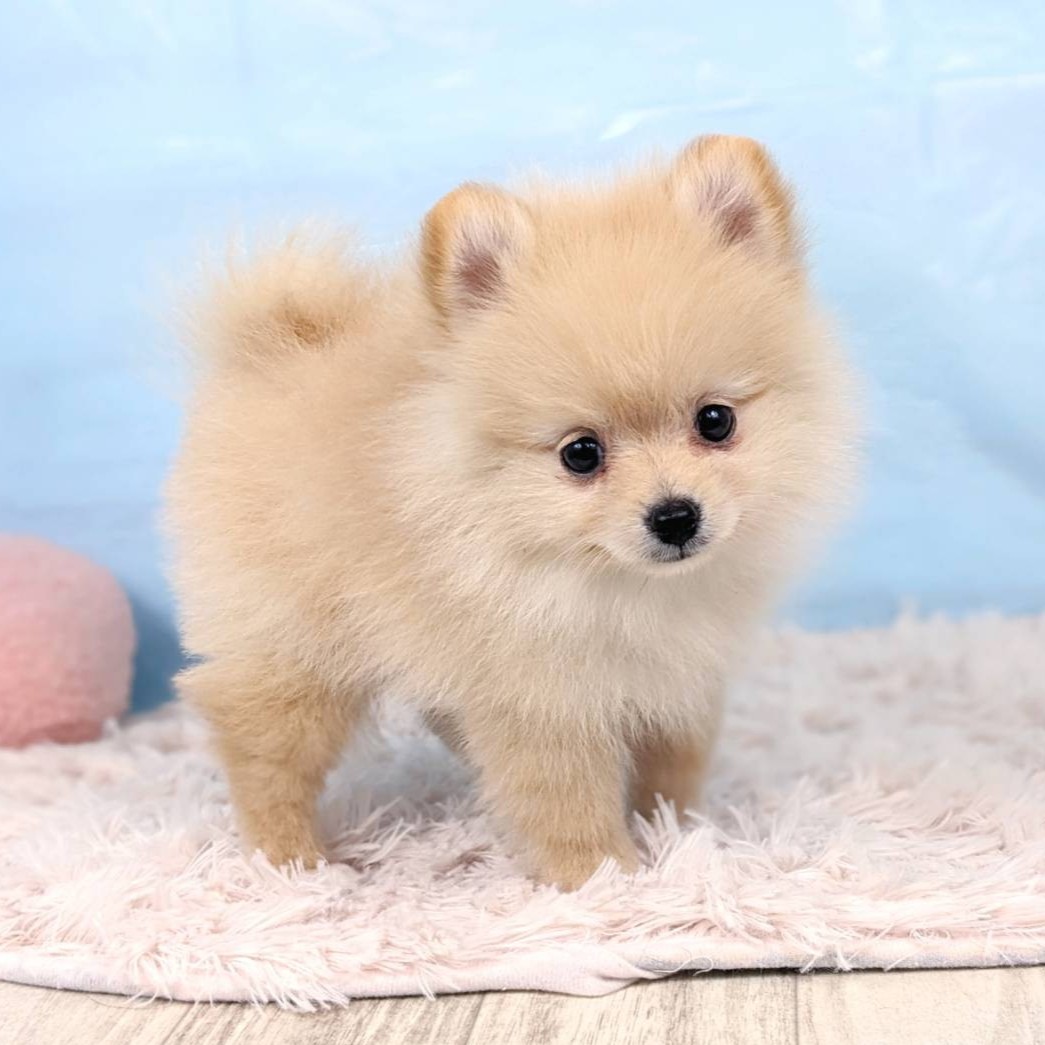 兵庫県のポメラニアン (犬の家＆猫の里川西店/2025年5月12日生まれ/男の子/クリーム)の子犬の3枚目の画像