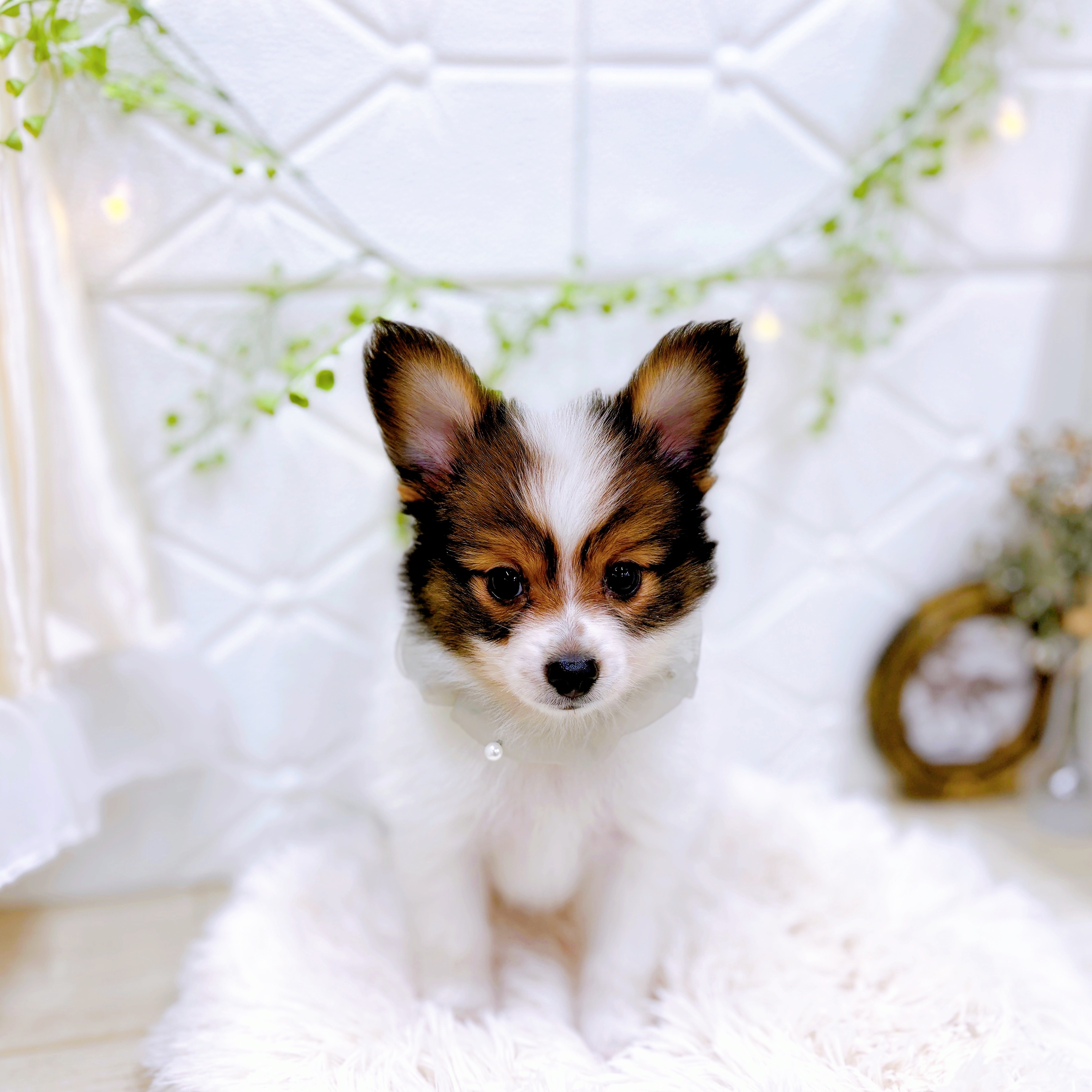 福井県のパピヨン (犬の家＆猫の里アミーゴ福井店/2025年5月14日生まれ/男の子/ホワイトセーブル)の子犬の3枚目の画像