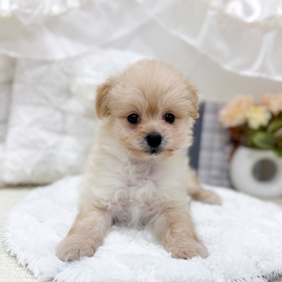 岐阜県のポメプー(ポメラニアン×プードル) (犬の家＆猫の里カラフルタウン岐阜店/2025年5月16日生まれ/男の子/クリーム)の子犬の3枚目の画像