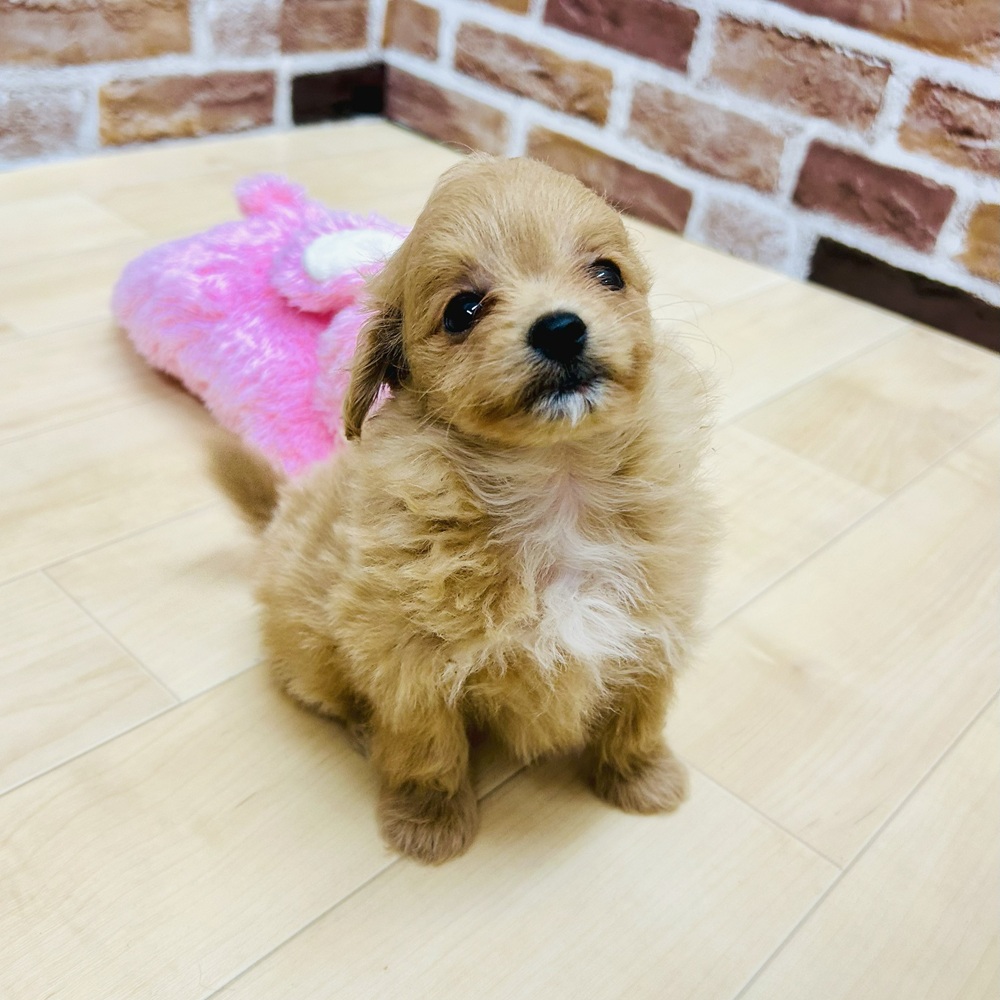 愛知県のポメプー(ポメラニアン×プードル) (犬の家＆猫の里七宝店/2025年5月16日生まれ/女の子/アプリコットホワイト)の子犬の3枚目の画像