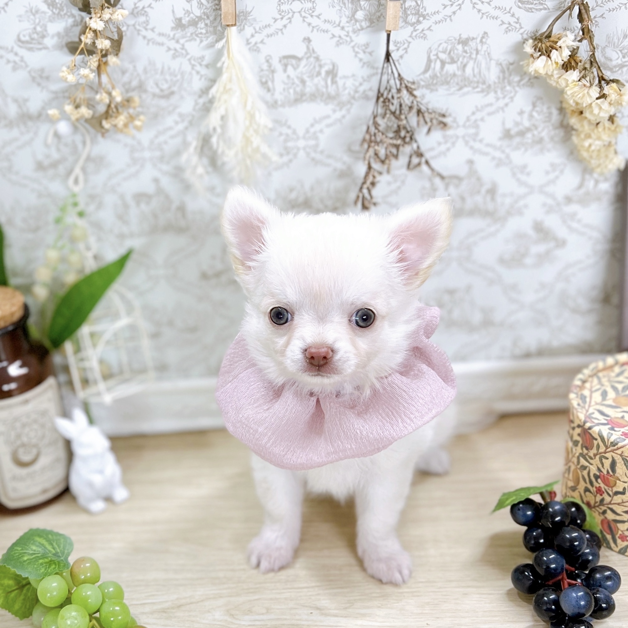 福井県のチワワ(ロング) (犬の家＆猫の里アミーゴ福井大和田店/2025年5月16日生まれ/女の子/クリーム)の子犬の3枚目の画像
