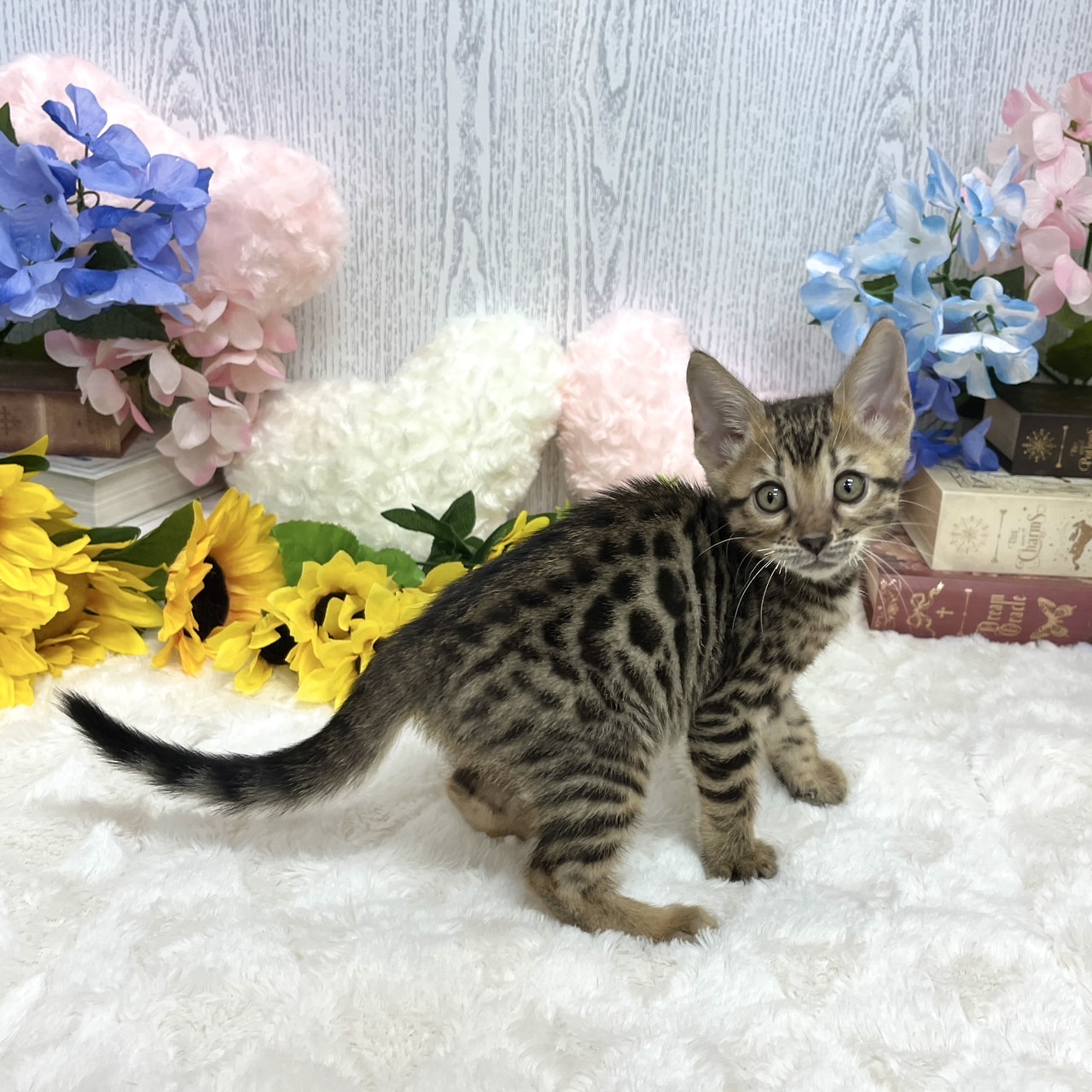 神奈川県のベンガル (犬の家＆猫の里相模原店/2025年5月15日生まれ/女の子/ブラウンスポットタビー)の子猫の3枚目の画像
