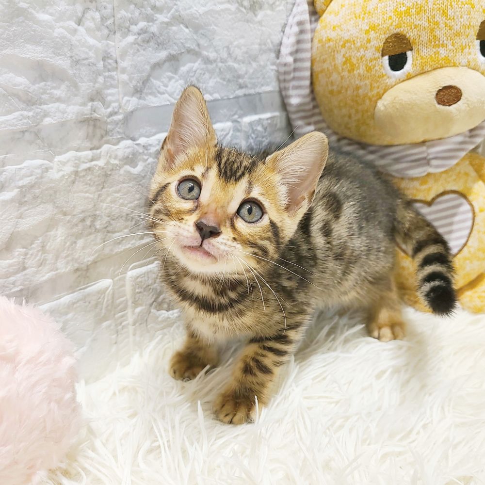 愛知県のベンガル (犬の家＆猫の里MiO香久山店/2025年5月15日生まれ/女の子/ブラウンスポットタビー)の子猫の3枚目の画像