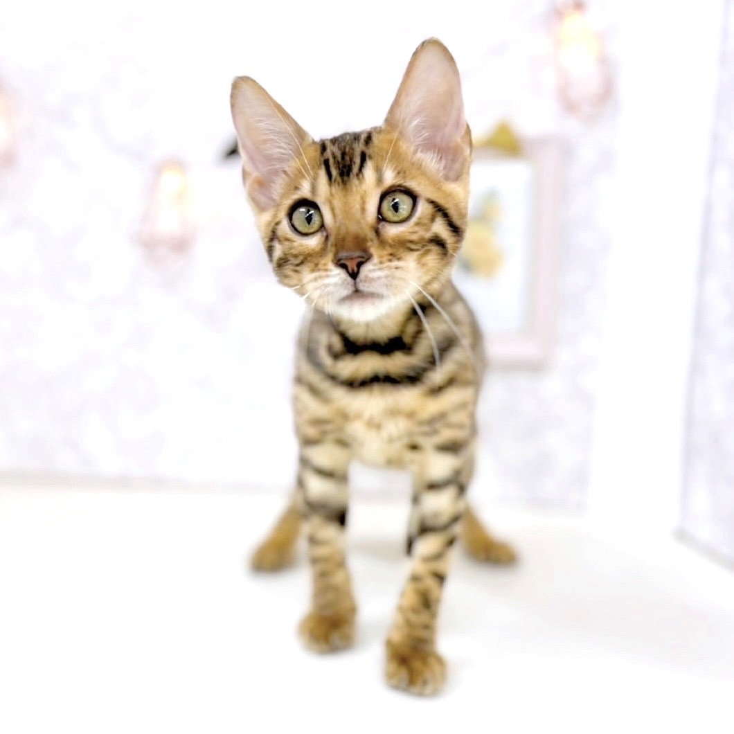 富山県のベンガル (犬の家＆猫の里アミーゴ高岡蓮花寺店/2025年5月15日生まれ/男の子/ブラウンスポットタビー)の子猫の3枚目の画像