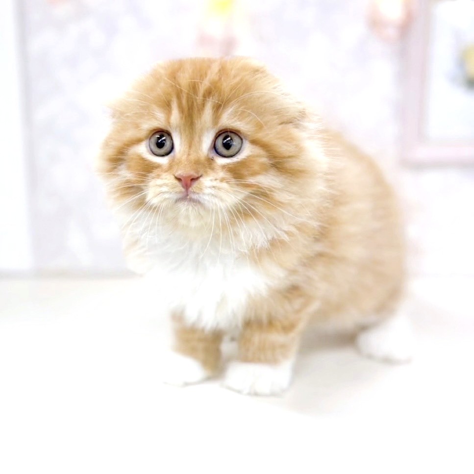 富山県のスコティッシュフォールド (犬の家＆猫の里アミーゴ高岡蓮花寺店/2025年5月15日生まれ/女の子/レッドタビーホワイト)の子猫の3枚目の画像