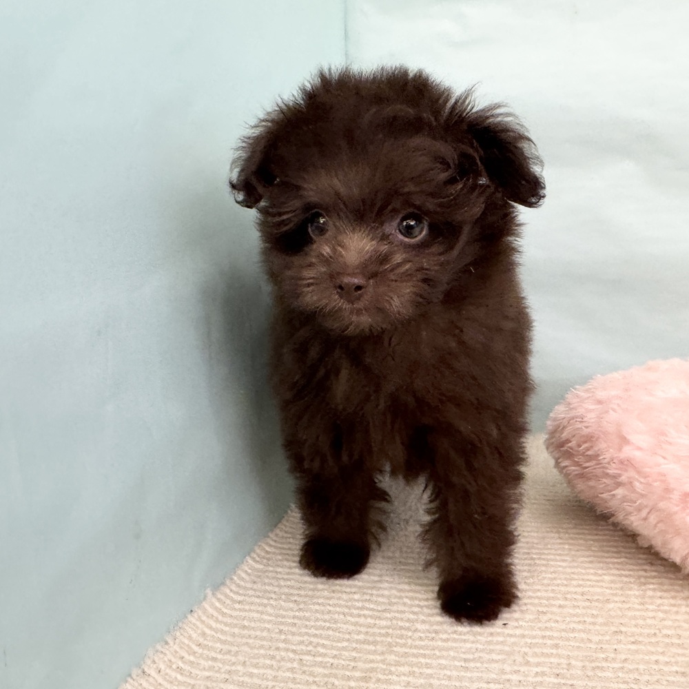 愛知県のポメプー(ポメラニアン×プードル) (犬の家＆猫の里春日井本店/2025年5月15日生まれ/女の子/チョコレート)の子犬の3枚目の画像