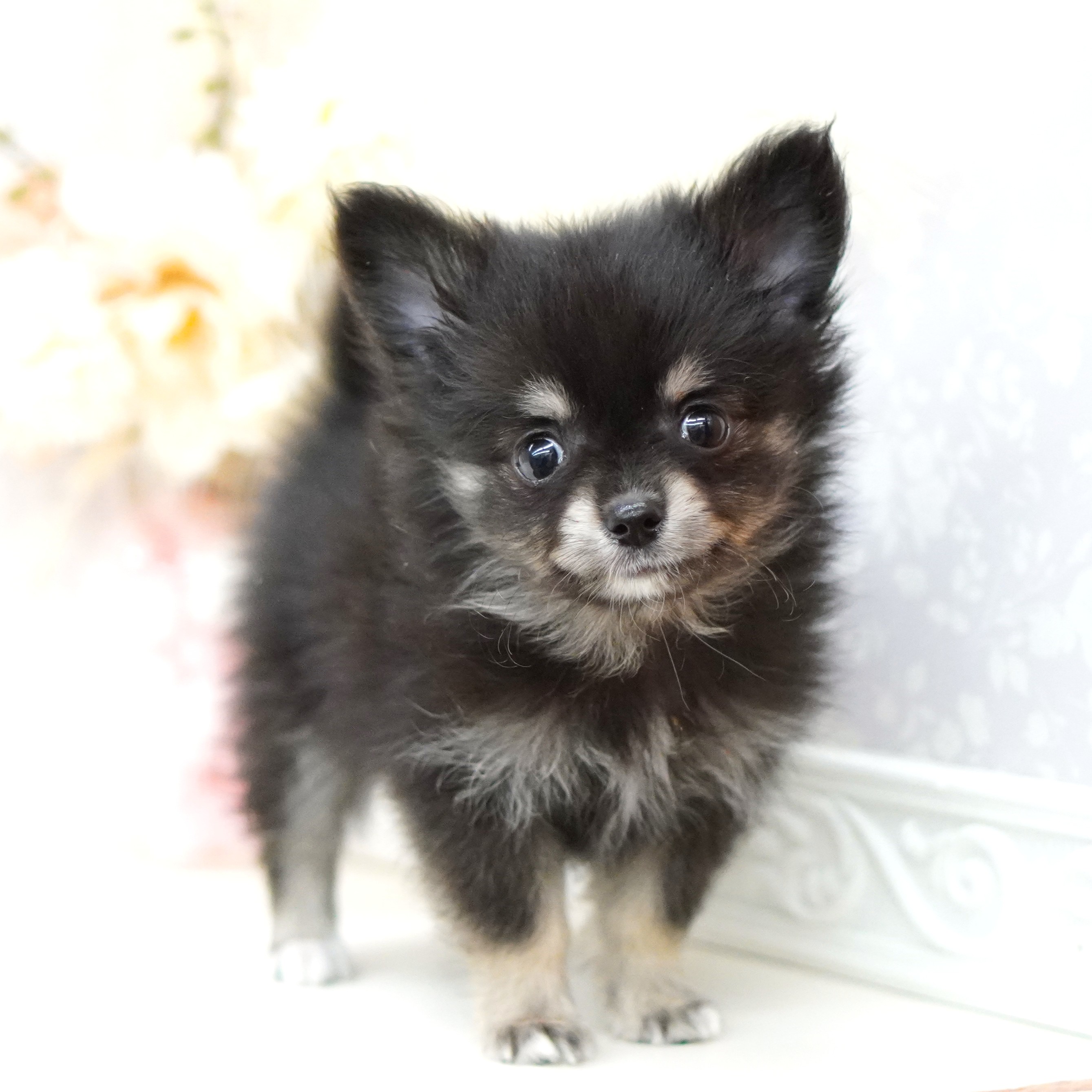 富山県のポメチワ/チワポメ/ポメチー(ポメラニアン×チワワ) (犬の家＆猫の里富山店/2025年5月16日生まれ/男の子/ブラックタン)の子犬の3枚目の画像