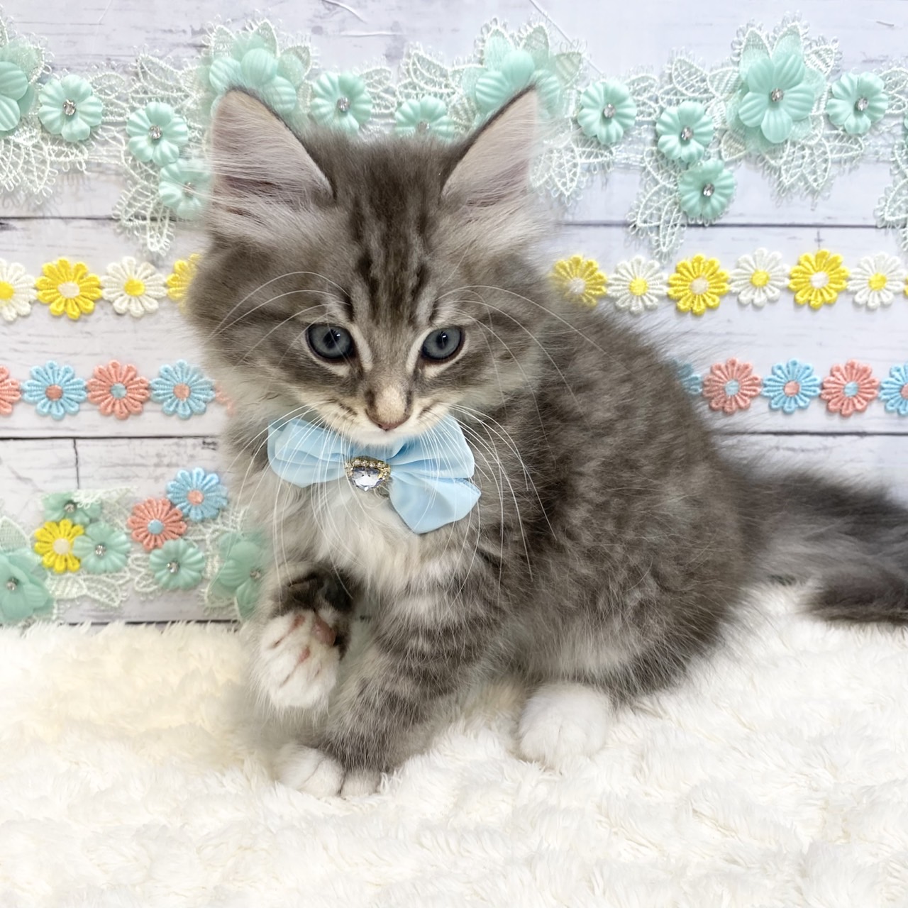長野県のラガマフィン (犬の家＆猫の里カインズ梓川店/2025年5月14日生まれ/男の子/ブルータビーホワイト)の子猫の3枚目の画像