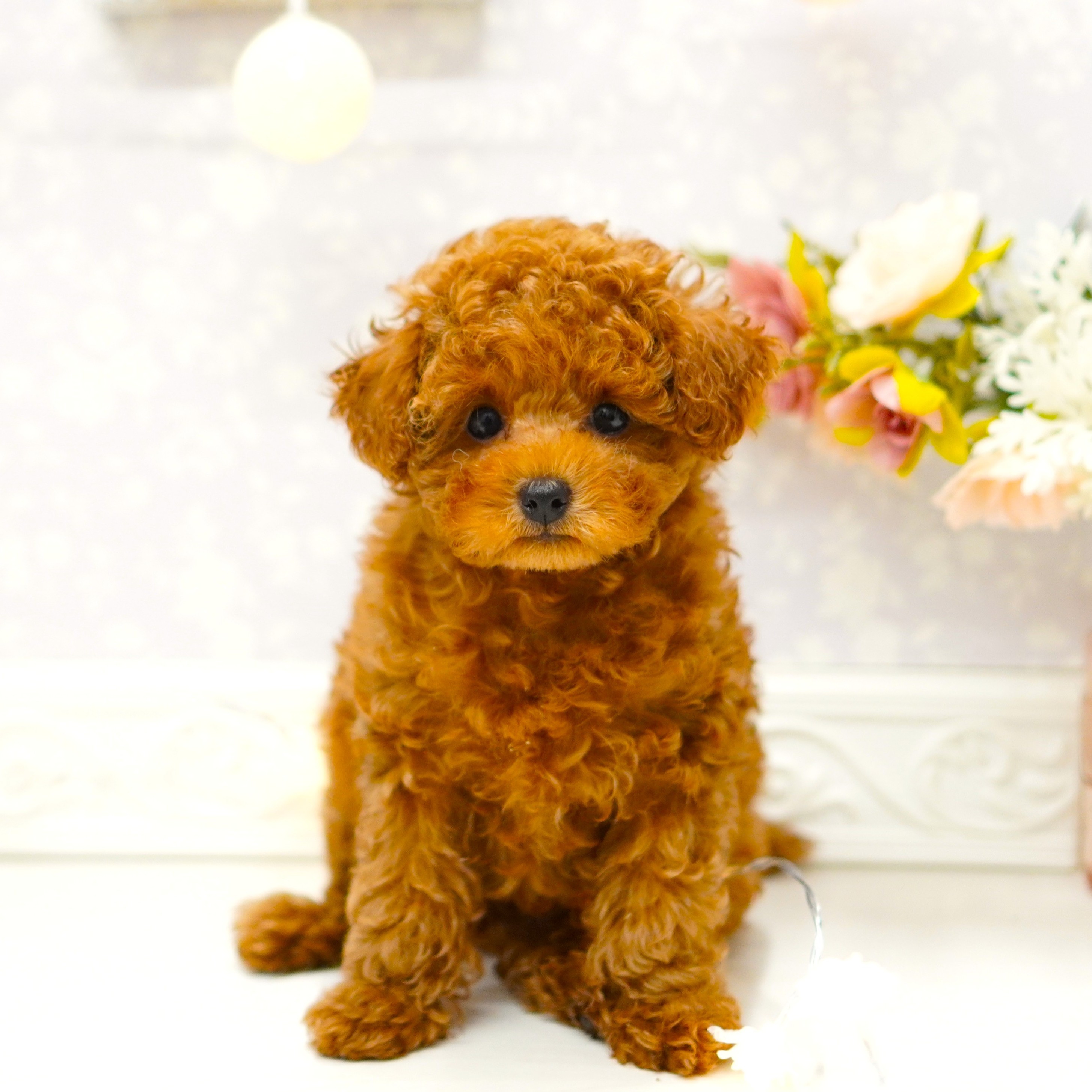 富山県のトイプードル(トイ) (犬の家＆猫の里アミーゴ山室店/2025年5月14日生まれ/男の子/レッドフォーン)の子犬の3枚目の画像