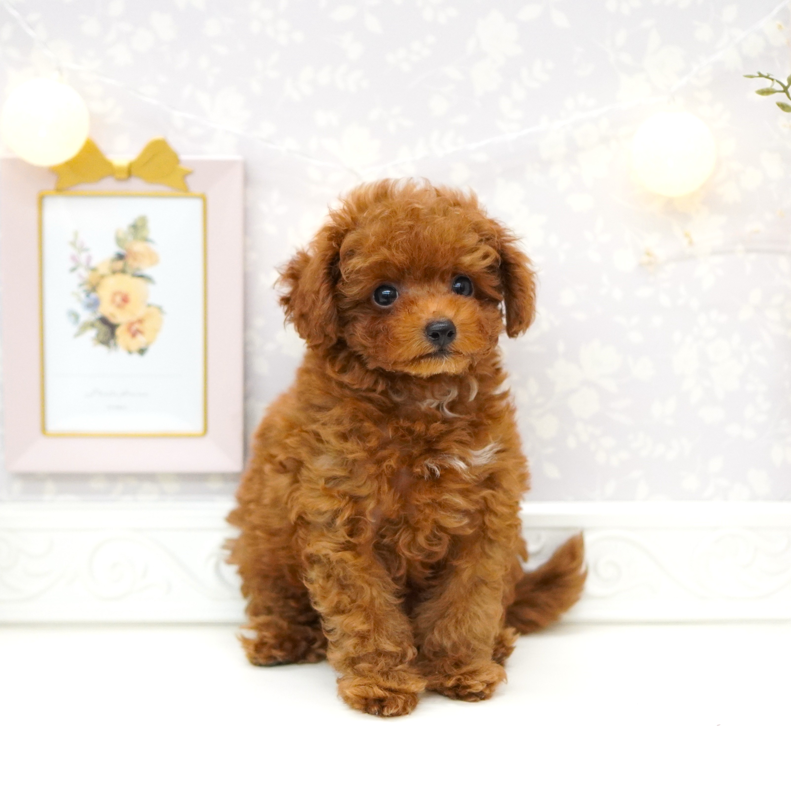 富山県のトイプードル(トイ) (犬の家＆猫の里富山店/2025年5月15日生まれ/男の子/レッドフォーン)の子犬の3枚目の画像