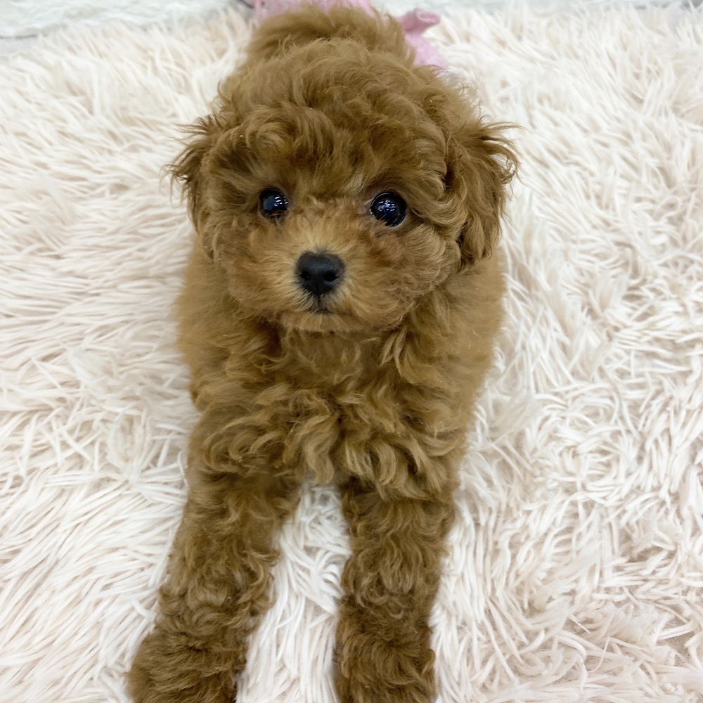愛知県のトイプードル(トイ) (犬の家＆猫の里MEGAドン・キホーテ東海名和店/2025年5月17日生まれ/女の子/レッドフォーン)の子犬の3枚目の画像