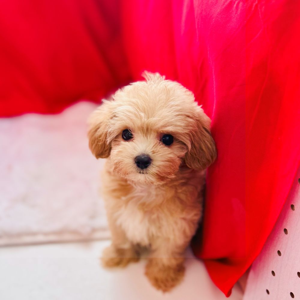ハーフ犬女の子の写真