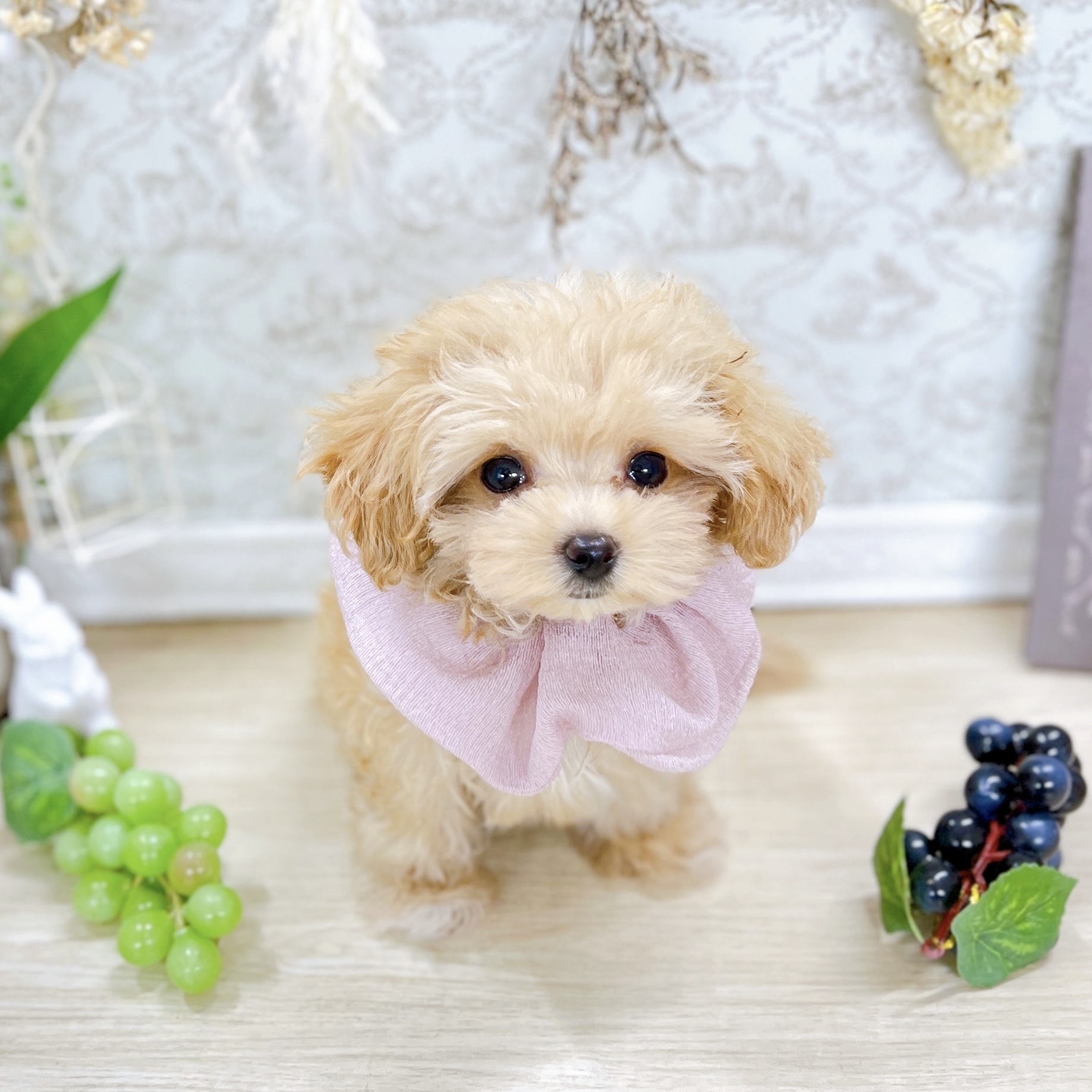 福井県のマルプー(マルチーズ×プードル) (犬の家＆猫の里アミーゴ福井大和田店/2025年5月16日生まれ/女の子/アプリコット)の子犬の3枚目の画像