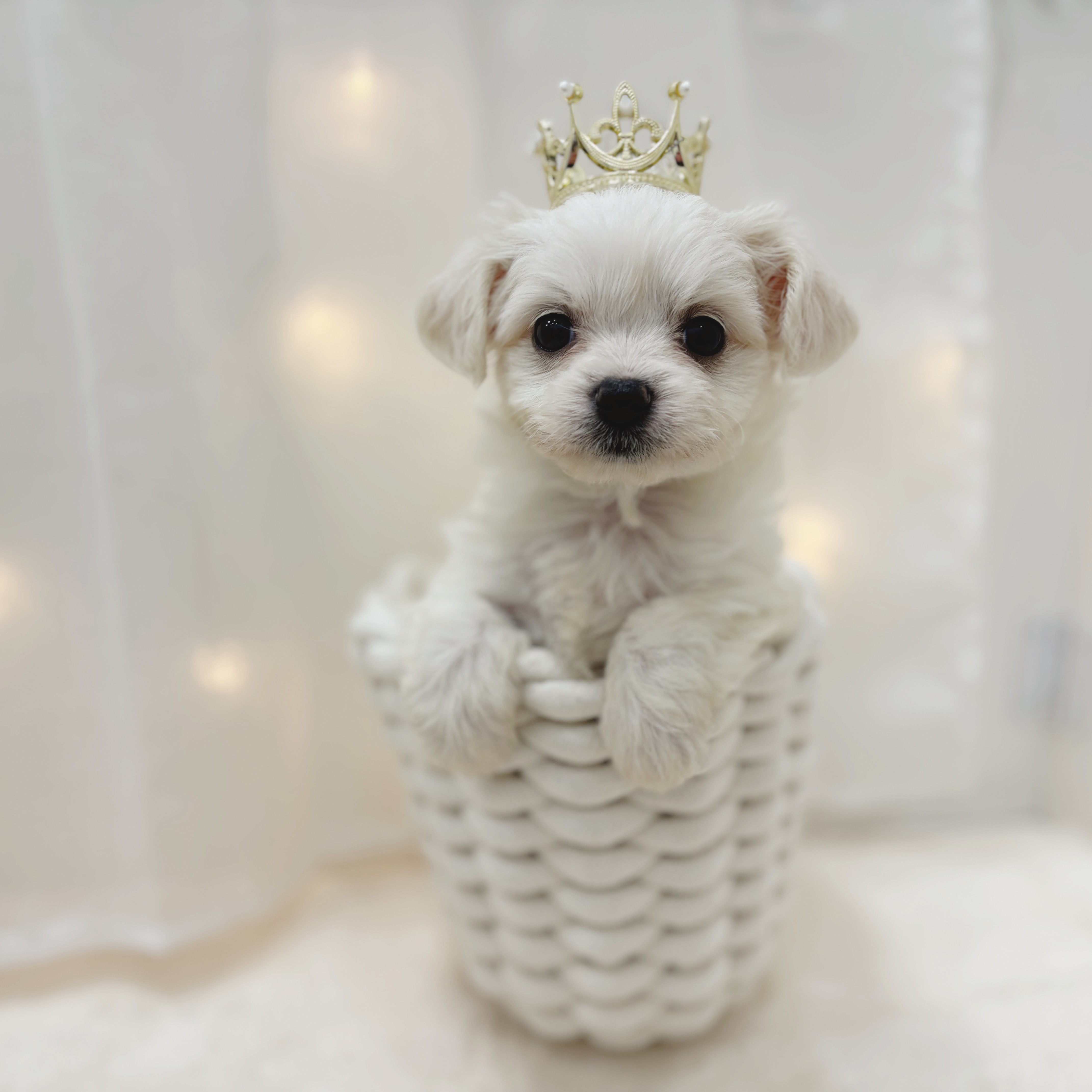 千葉県のハーフ犬・ミックス犬 (犬の家＆猫の里BIGHOPガーデンモール印西店/2025年5月26日生まれ/女の子/ホワイトクリーム)の子犬の3枚目の画像