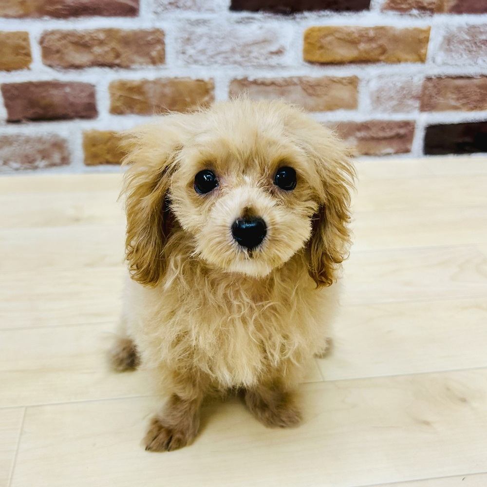 愛知県のマルプー(マルチーズ×プードル) (犬の家＆猫の里七宝店/2025年5月16日生まれ/男の子/アプリコット)の子犬の1枚目の画像