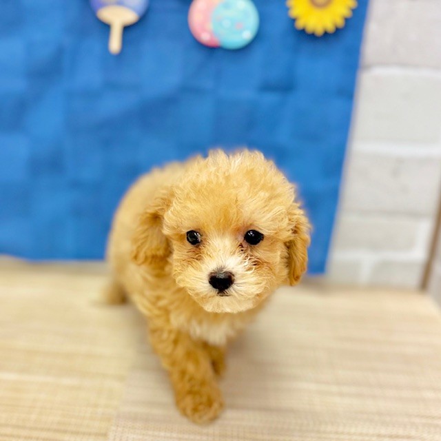 静岡県のマルプー(マルチーズ×プードル) (犬の家＆猫の里プレ葉ウォーク浜北店/2025年5月16日生まれ/男の子/アプリコットホワイト)の子犬の3枚目の画像