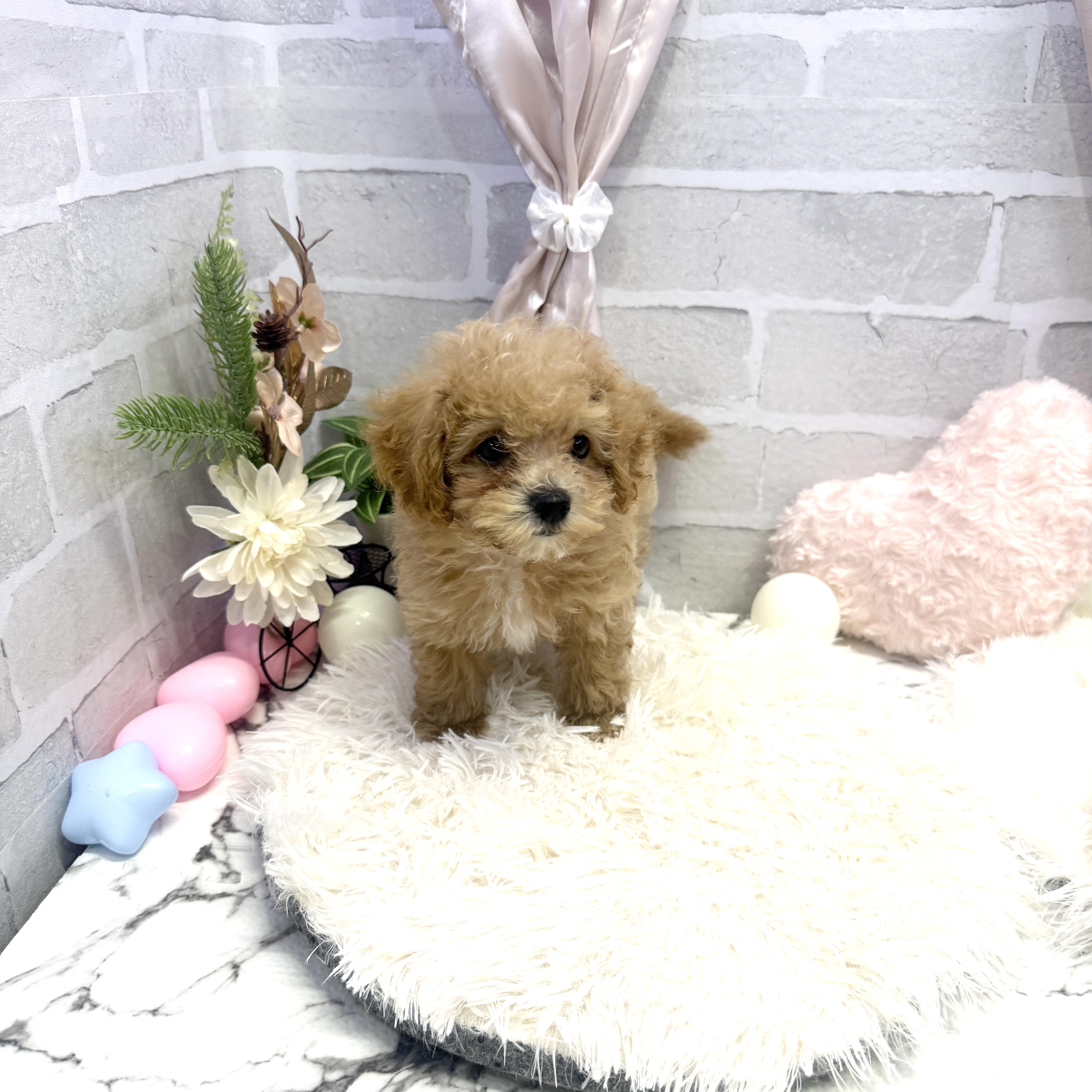 愛知県のマルプー(マルチーズ×プードル) (犬の家＆猫の里岡崎店/2025年5月16日生まれ/男の子/アプリコット)の子犬の1枚目の画像