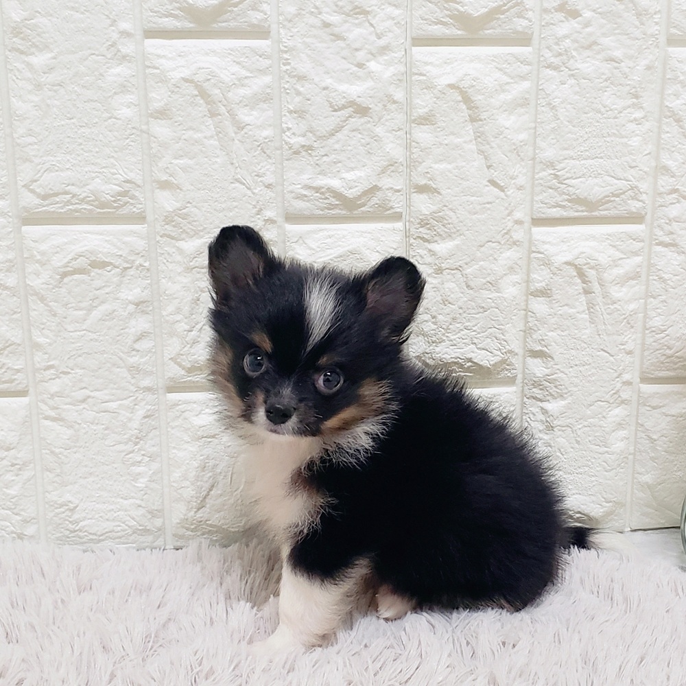 岡山県のポメチワ/チワポメ/ポメチー(ポメラニアン×チワワ) (犬の家＆猫の里岡山店/2025年5月15日生まれ/男の子/ブラックタンホワイト)の子犬の3枚目の画像