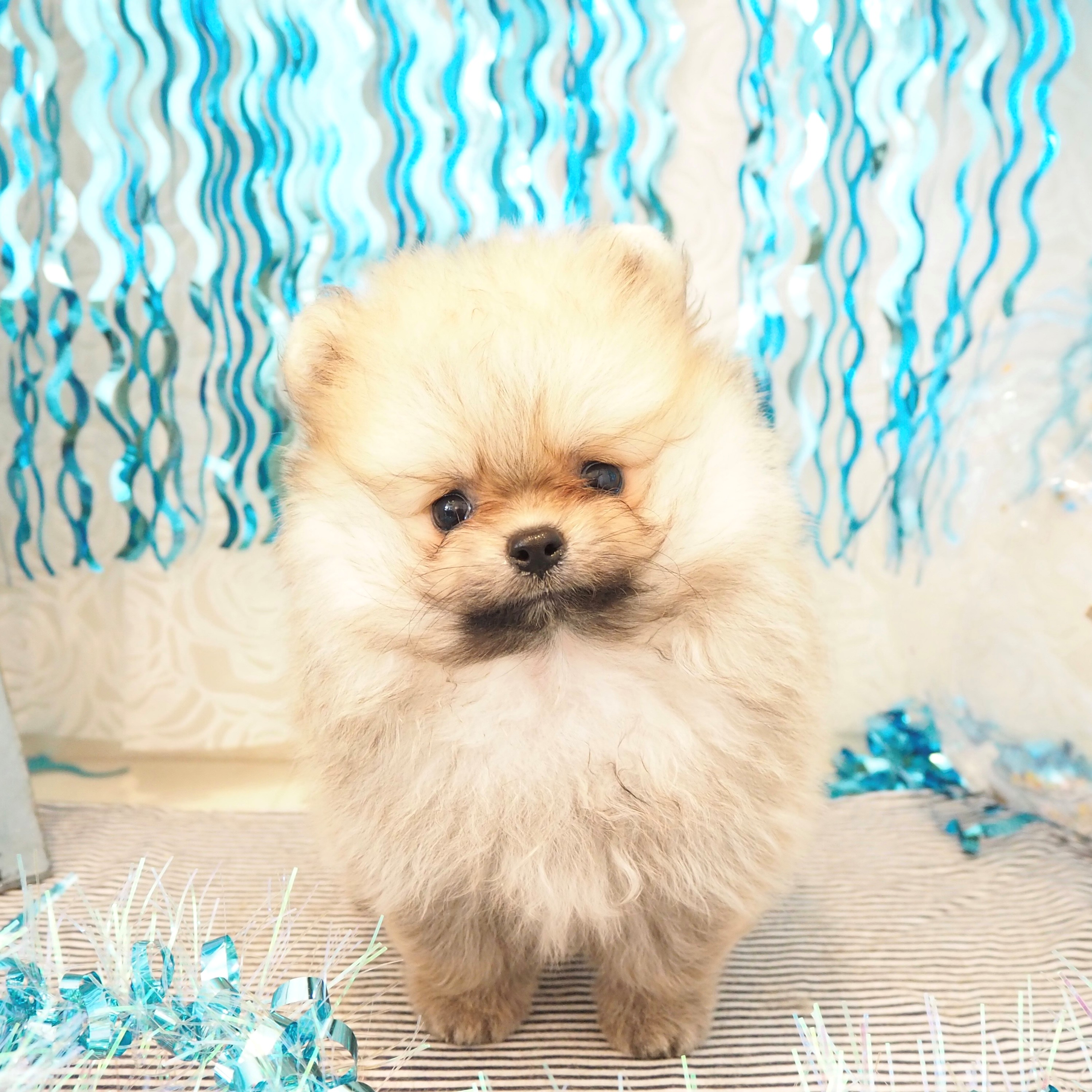 大阪府のポメラニアン (犬の家＆猫の里もりのみやキューズモールBASE店/2025年5月15日生まれ/男の子/オレンジセーブル)の子犬の3枚目の画像