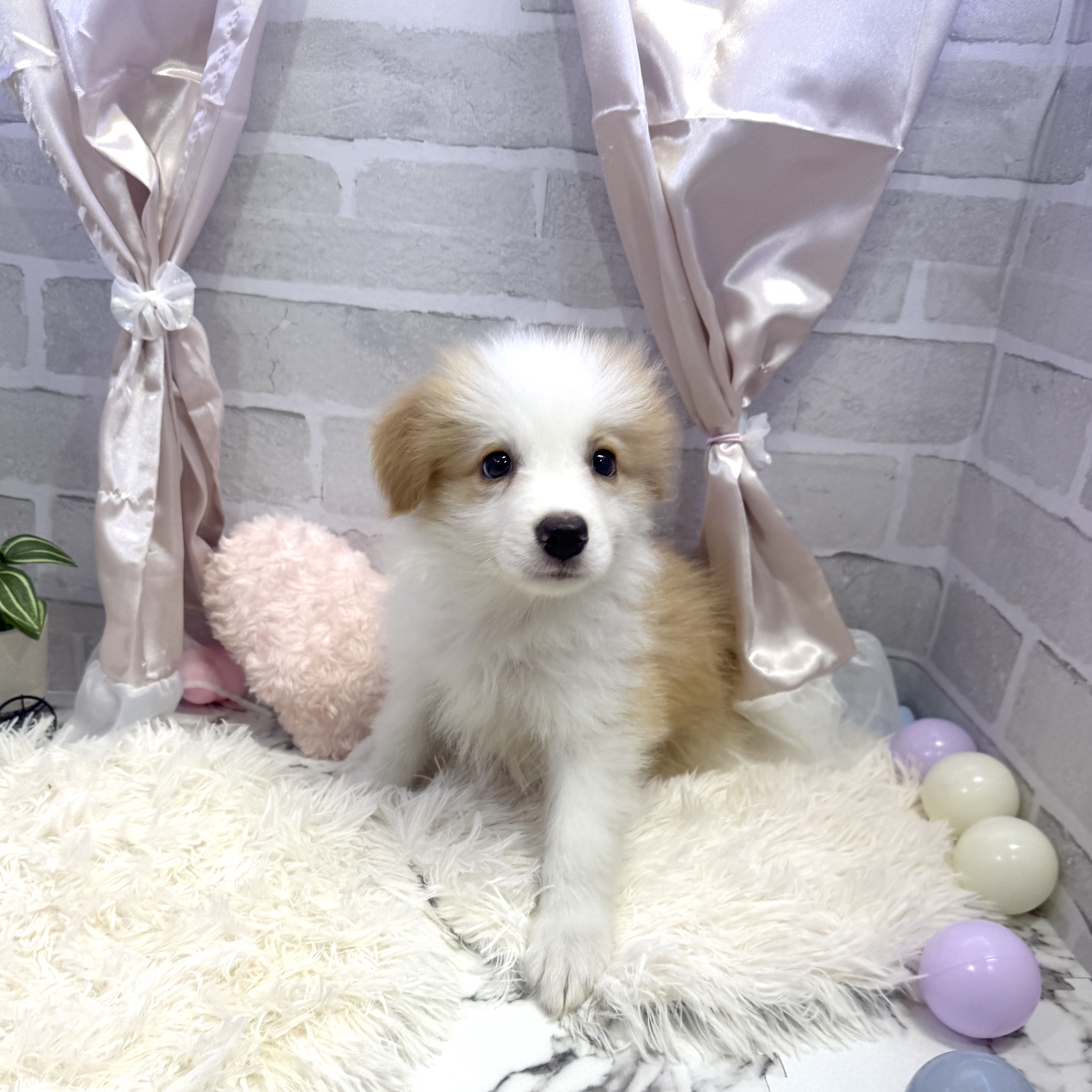 愛知県のボーダーコリー (犬の家＆猫の里岡崎店/2025年5月18日生まれ/男の子/クリームホワイト)の子犬の1枚目の画像