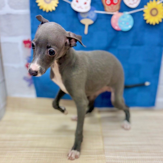 静岡県のイタリアングレーハウンド (犬の家＆猫の里プレ葉ウォーク浜北店/2025年5月9日生まれ/女の子/ブルー)の子犬の3枚目の画像