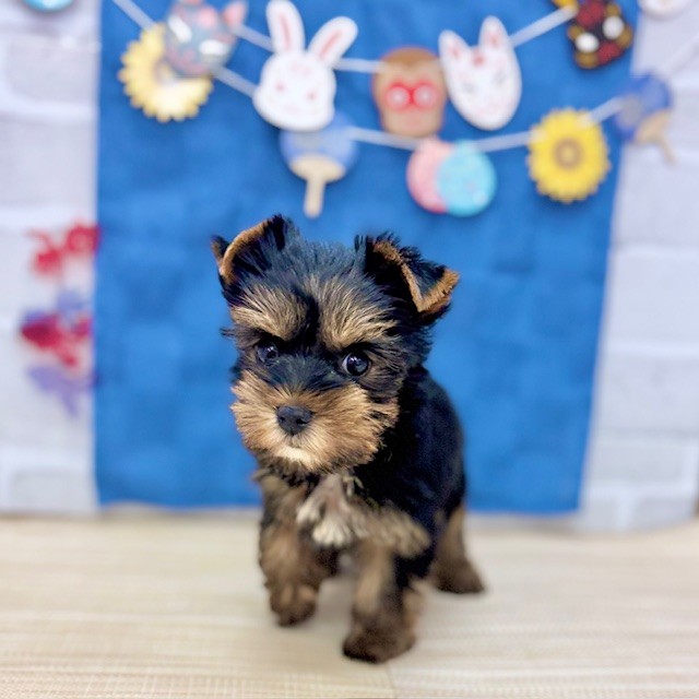 静岡県のヨークシャーテリア (犬の家＆猫の里プレ葉ウォーク浜北店/2025年5月16日生まれ/女の子/スチールブルータン)の子犬の3枚目の画像