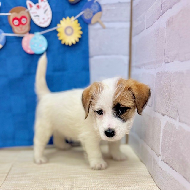 静岡県のジャックラッセルテリア (犬の家＆猫の里プレ葉ウォーク浜北店/2025年5月18日生まれ/男の子/ホワイトタン)の子犬の3枚目の画像