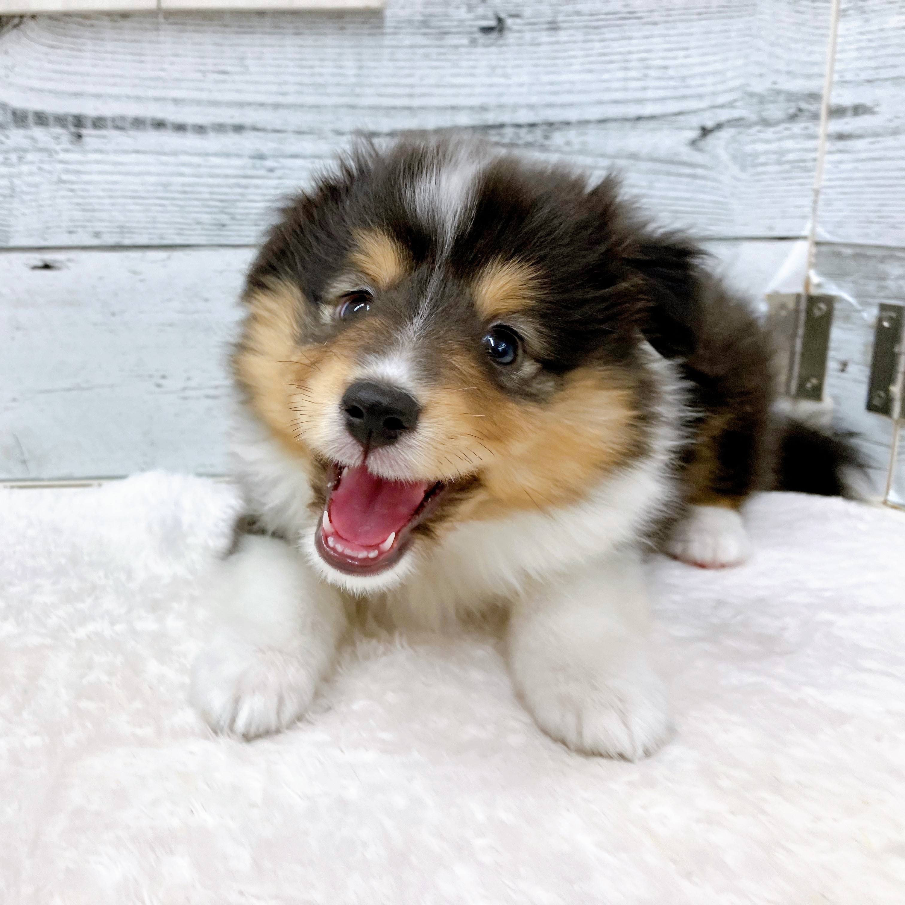 石川県のシェットランドシープドッグ (犬の家＆猫の里アミーゴ金沢おこばた店/2025年5月17日生まれ/男の子/ブラックホワイトタン)の子犬の3枚目の画像