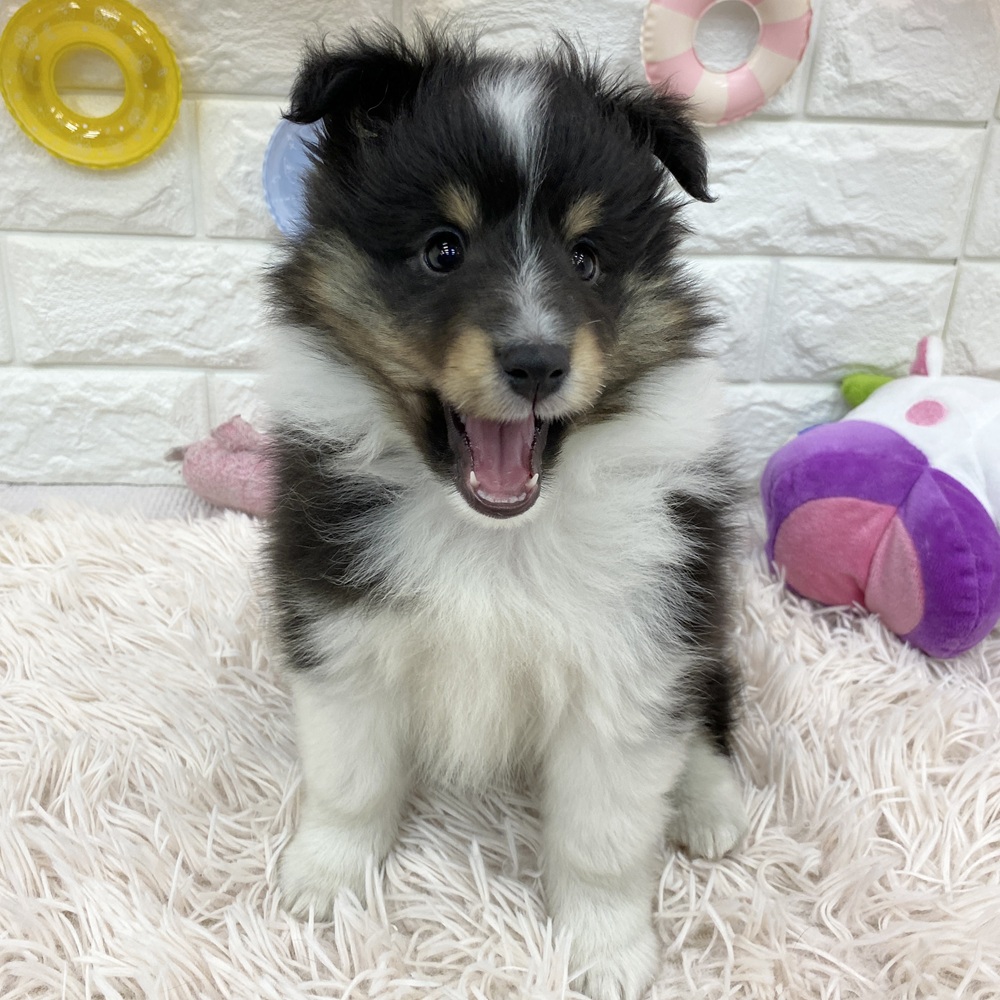 愛知県のシェットランドシープドッグ (犬の家＆猫の里MEGAドン・キホーテ東海名和店/2025年5月17日生まれ/男の子/ブラックホワイトタン)の子犬の3枚目の画像