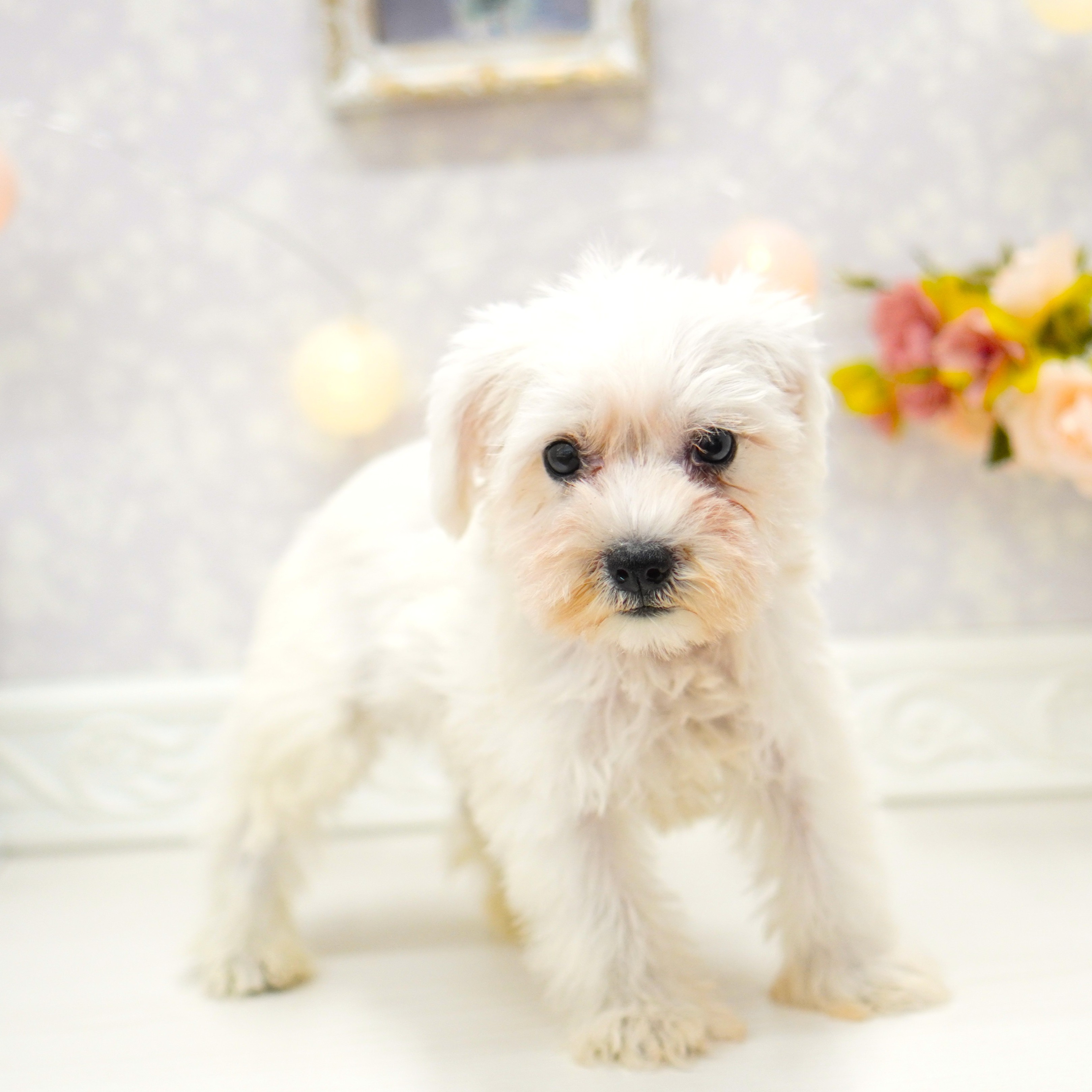 富山県のミニチュアシュナウザー (犬の家＆猫の里アミーゴ山室店/2025年5月16日生まれ/女の子/ホワイト)の子犬の3枚目の画像