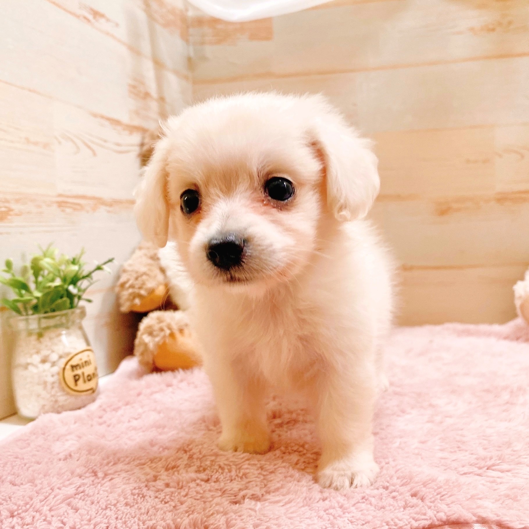 兵庫県のポメックス(ポメラニアン×ダックス) (犬の家＆猫の里神戸店/2025年5月17日生まれ/男の子/クリーム)の子犬の3枚目の画像