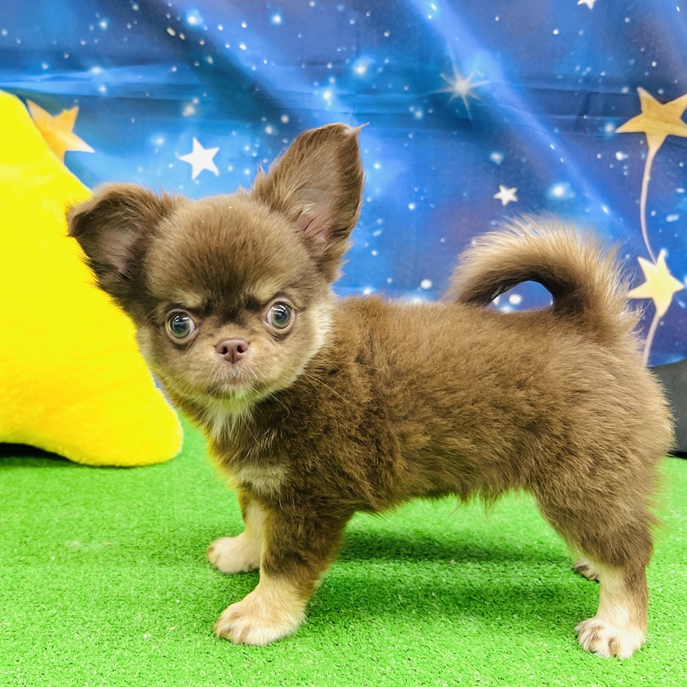 愛知県のチワワ(ロング) (犬の家＆猫の里名古屋天白店/2025年5月17日生まれ/男の子/チョコレートタン)の子犬の3枚目の画像